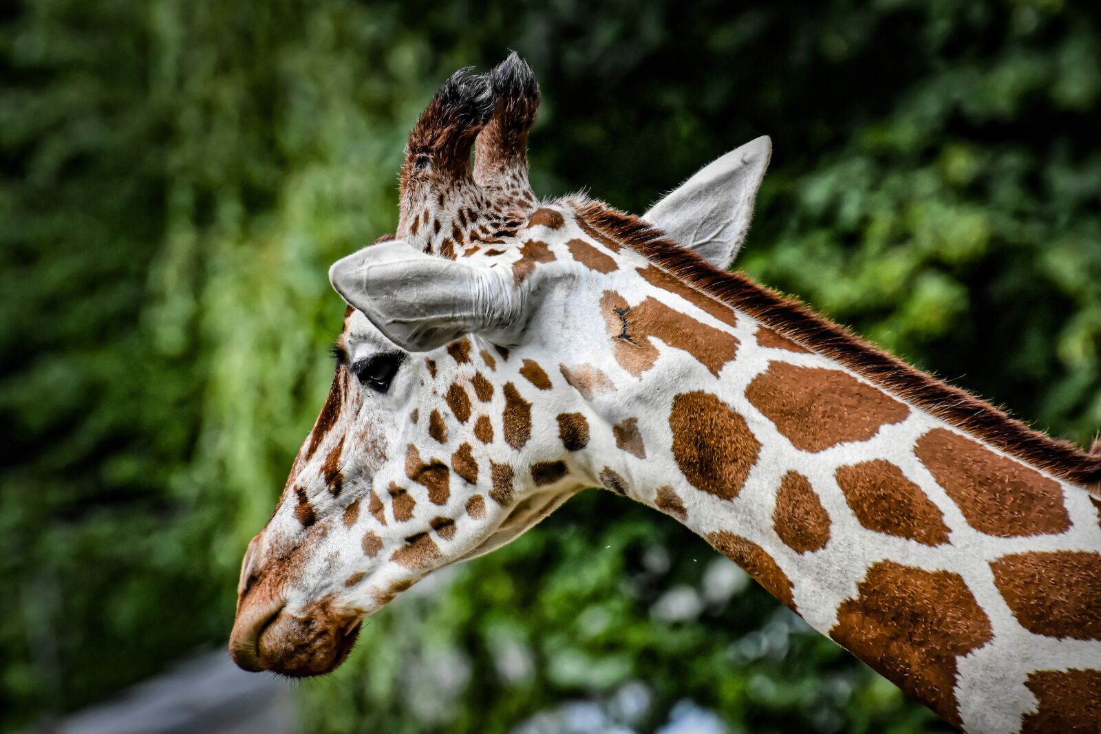 Nikon D7200 sample photo. Giraffe, wild animal, zoo photography