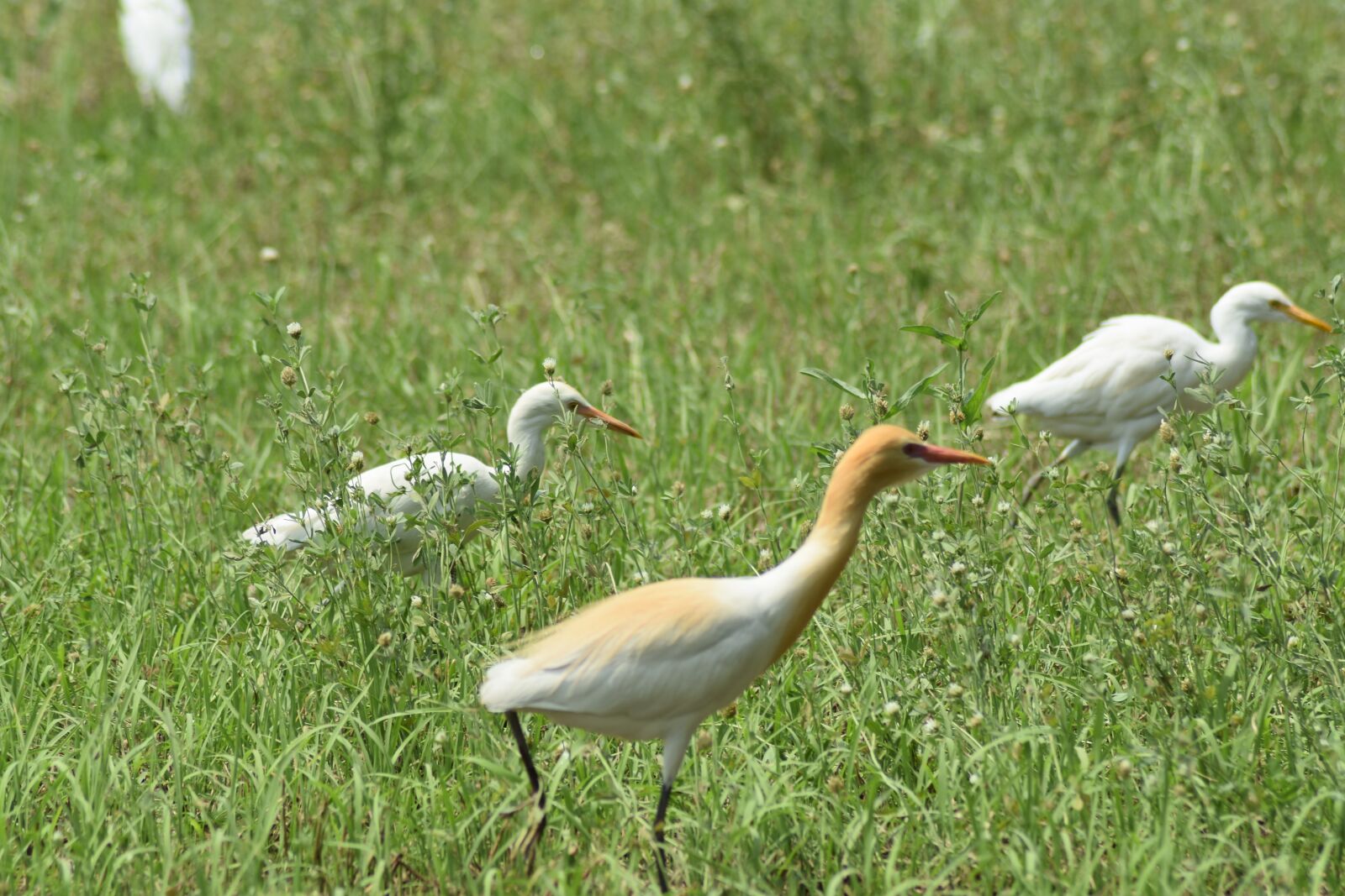 Nikon D3400 sample photo. Birds, wildlife, wild photography