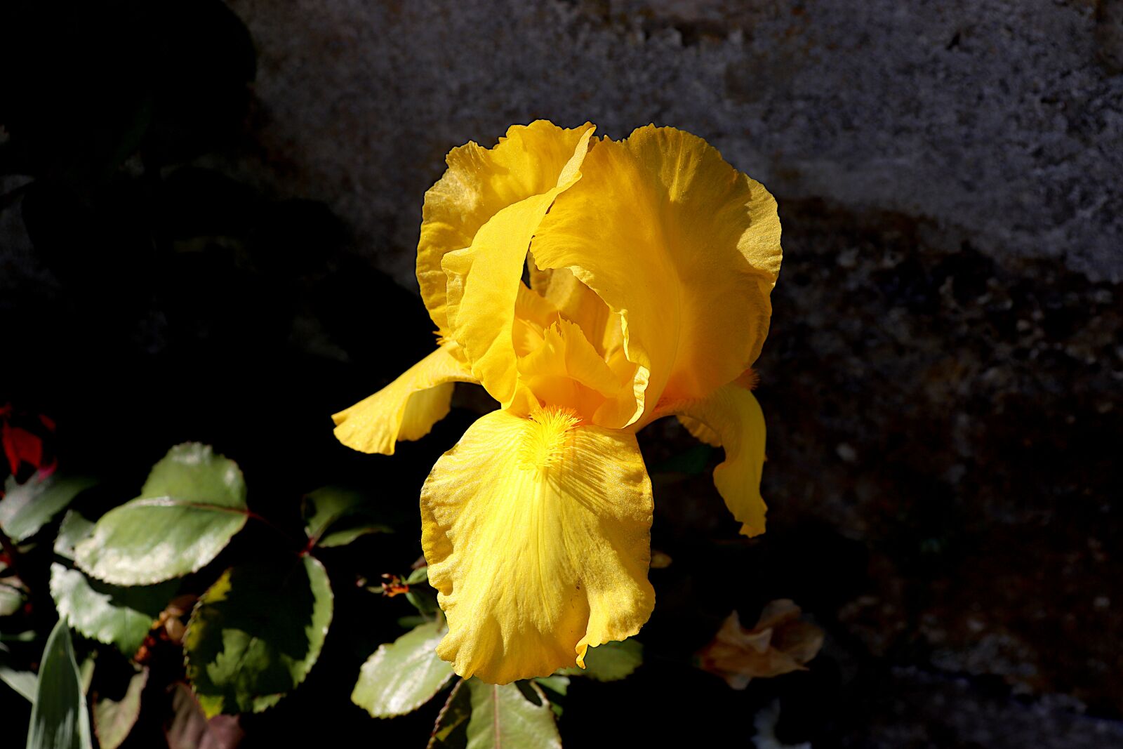 Canon EOS 800D (EOS Rebel T7i / EOS Kiss X9i) sample photo. Iris, plants, flowers photography