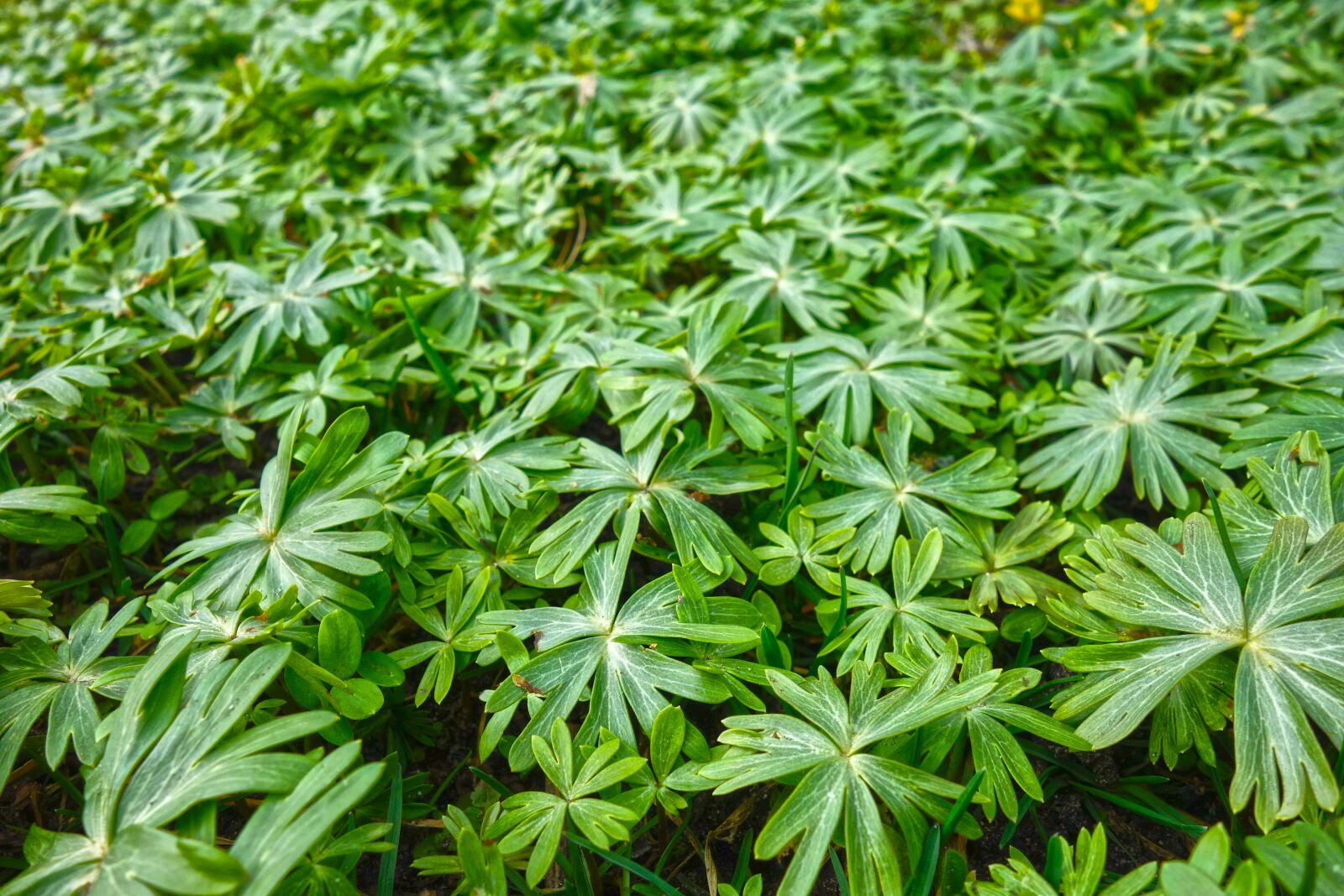 Sony Cyber-shot DSC-RX100 sample photo. Plant, foliage, leaves photography