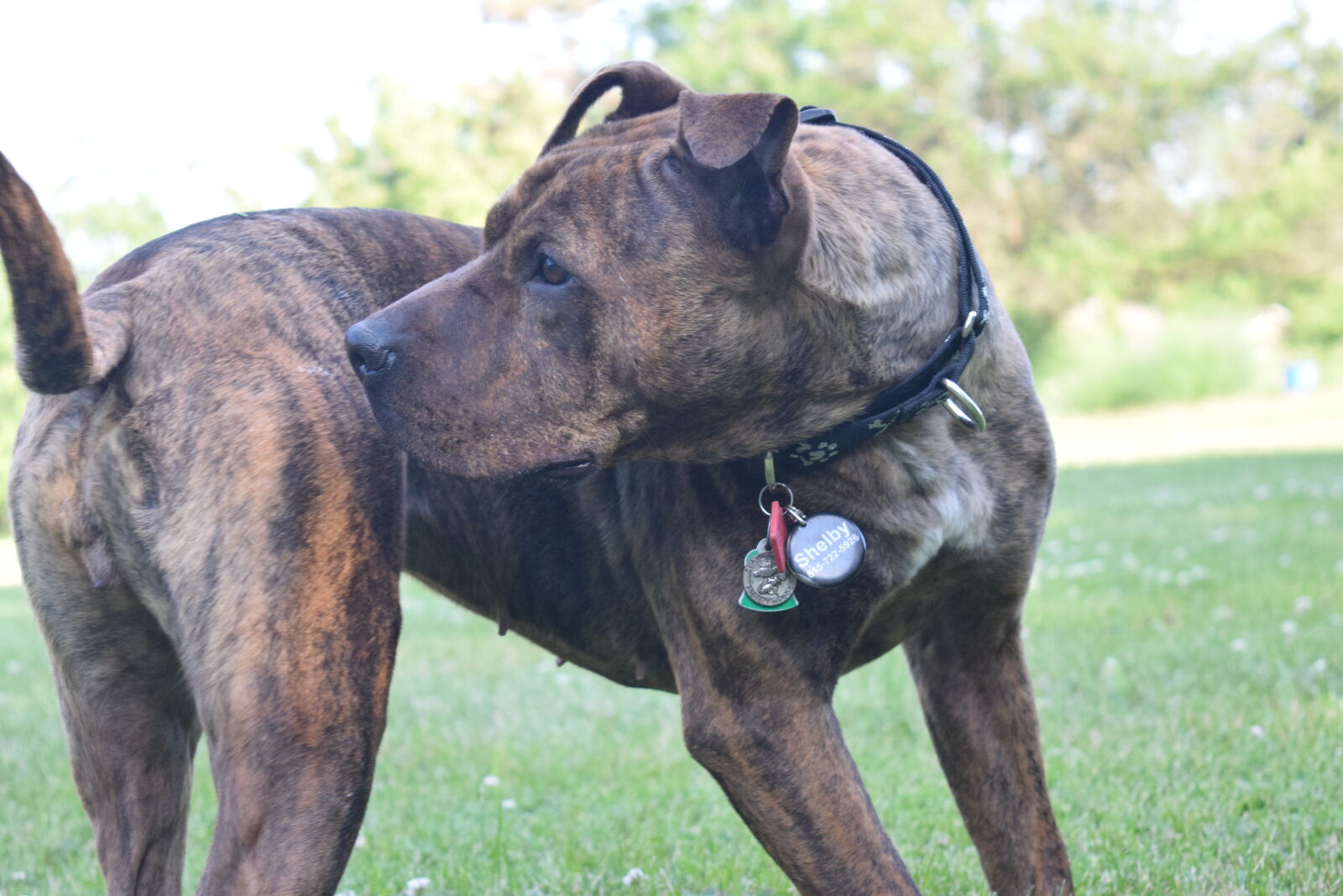 Nikon D3300 sample photo