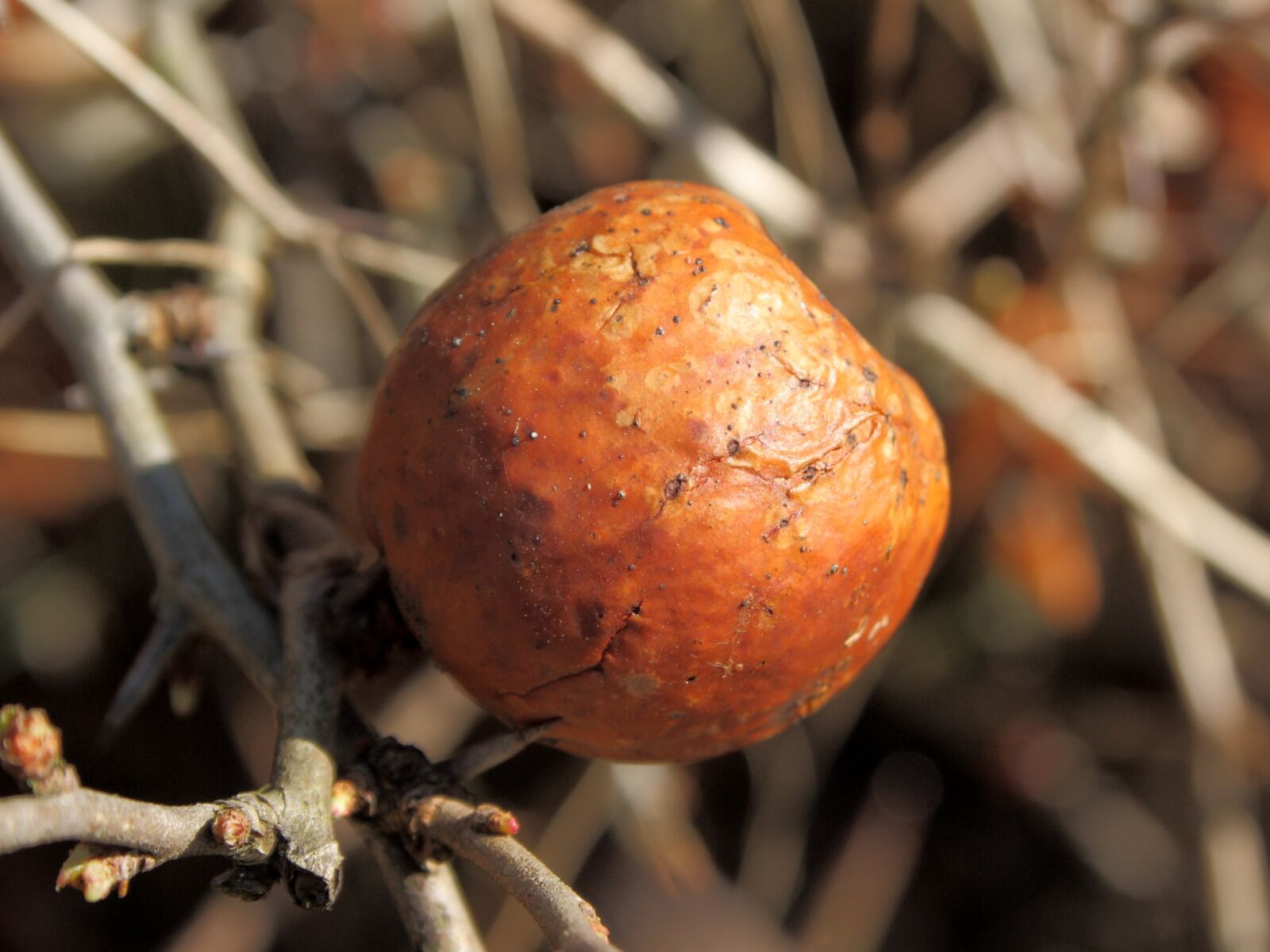 Canon EOS 1000D (EOS Digital Rebel XS / EOS Kiss F) sample photo. Chaenomeles fruit, overripe, brown photography