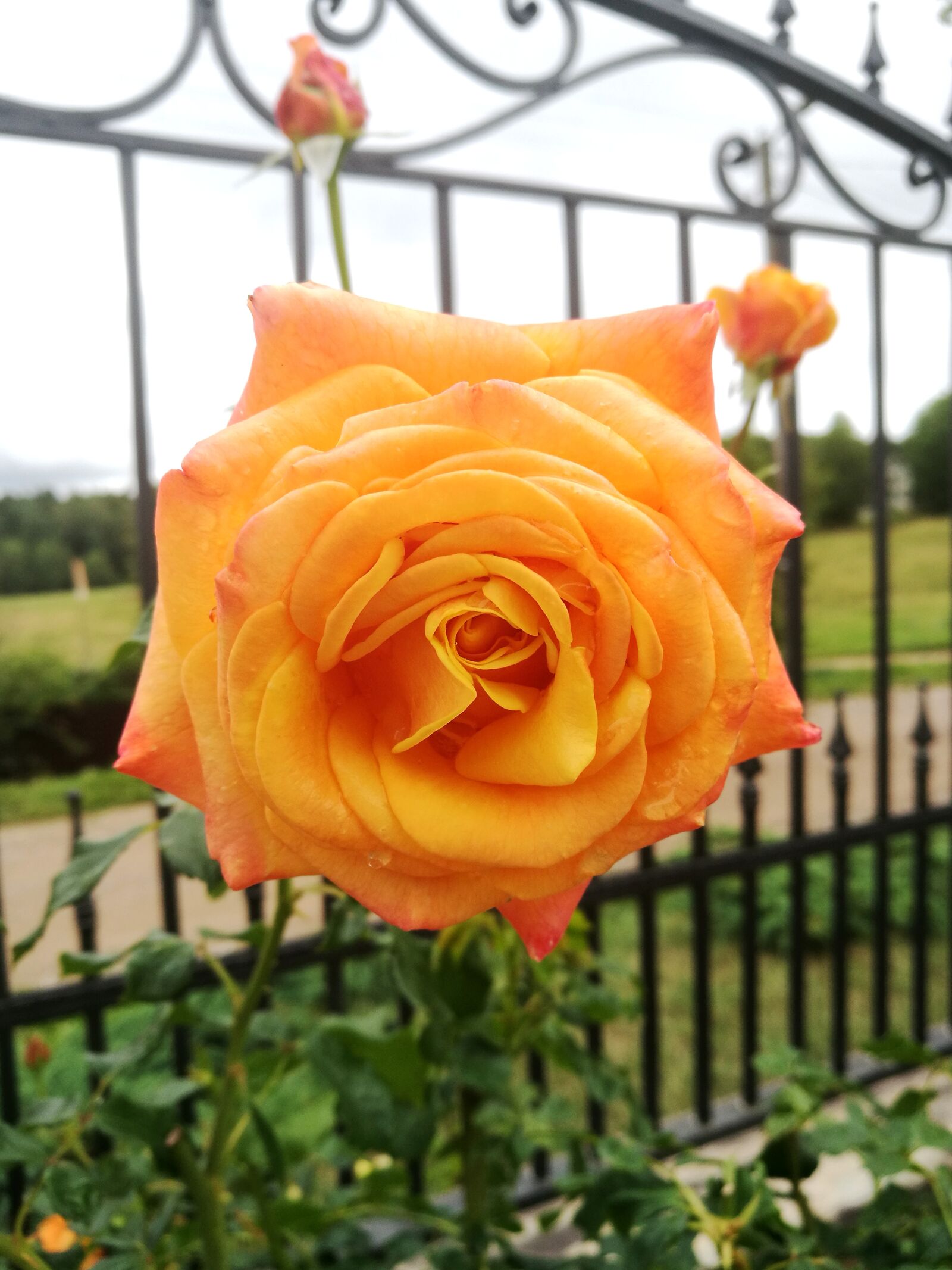 HUAWEI P9 sample photo. Rose, garden, yellow rose photography