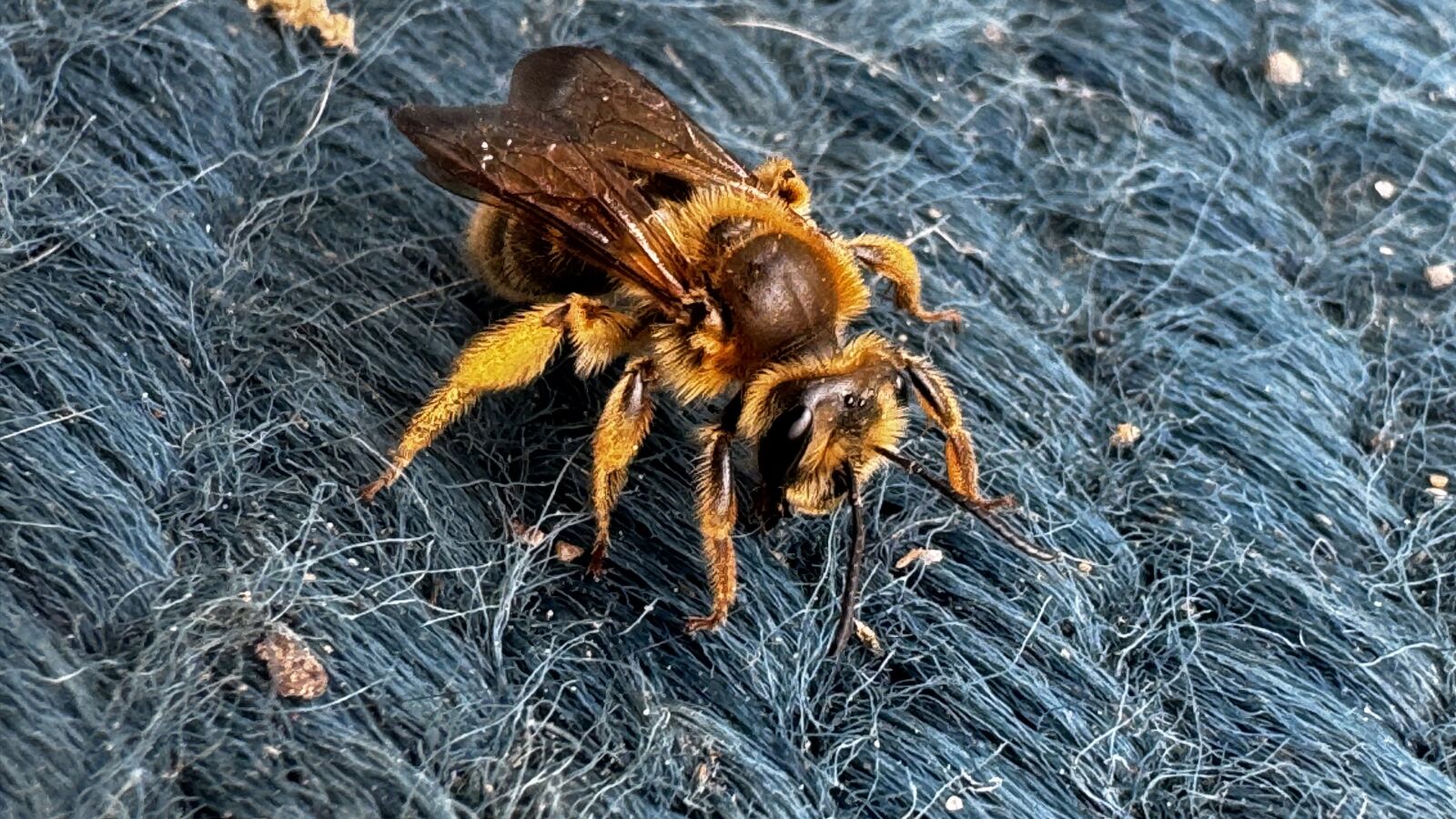 Apple iPhone 15 Pro sample photo
