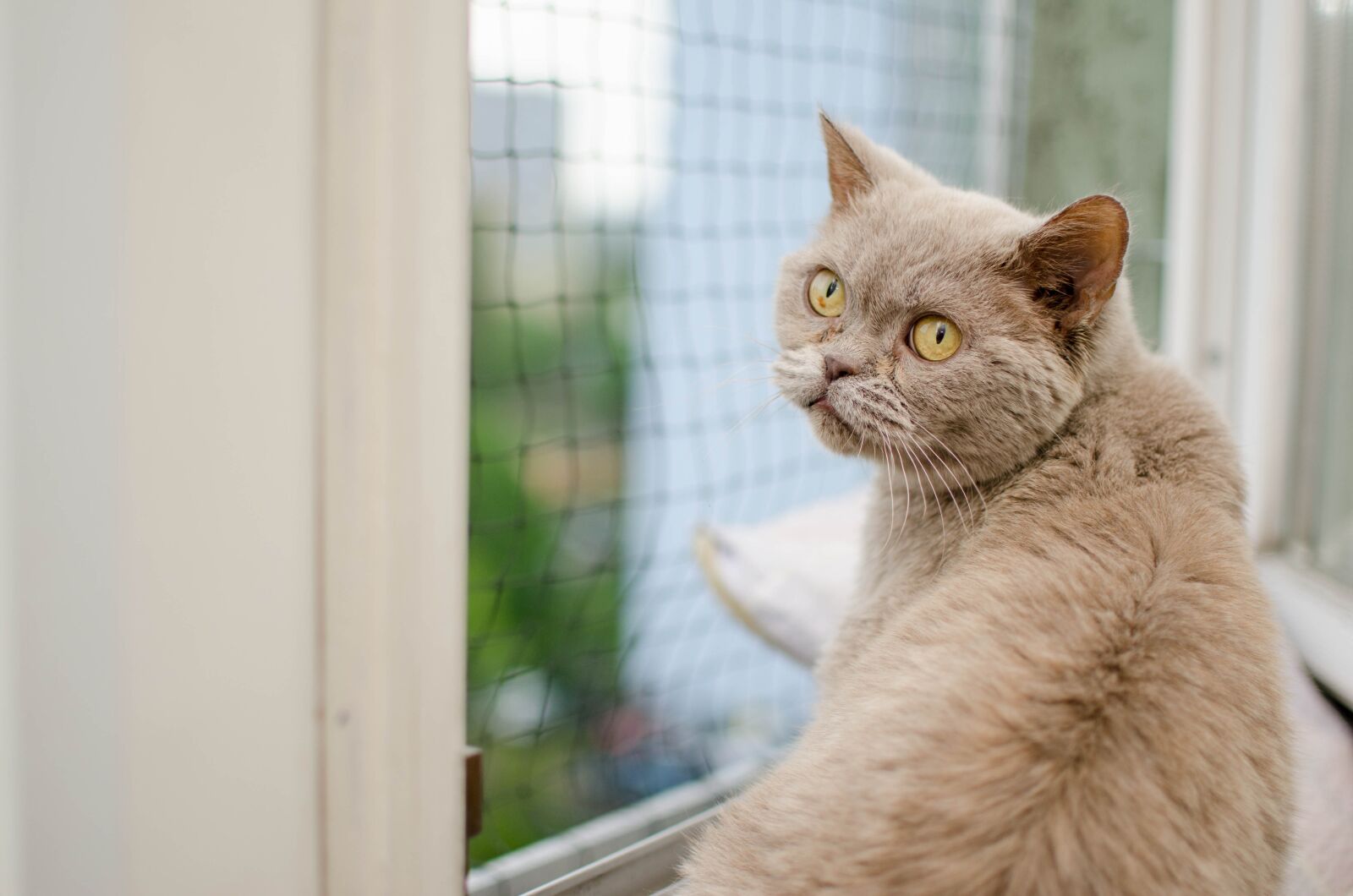 Nikon D7000 sample photo. Cat, animal, domestic cat photography