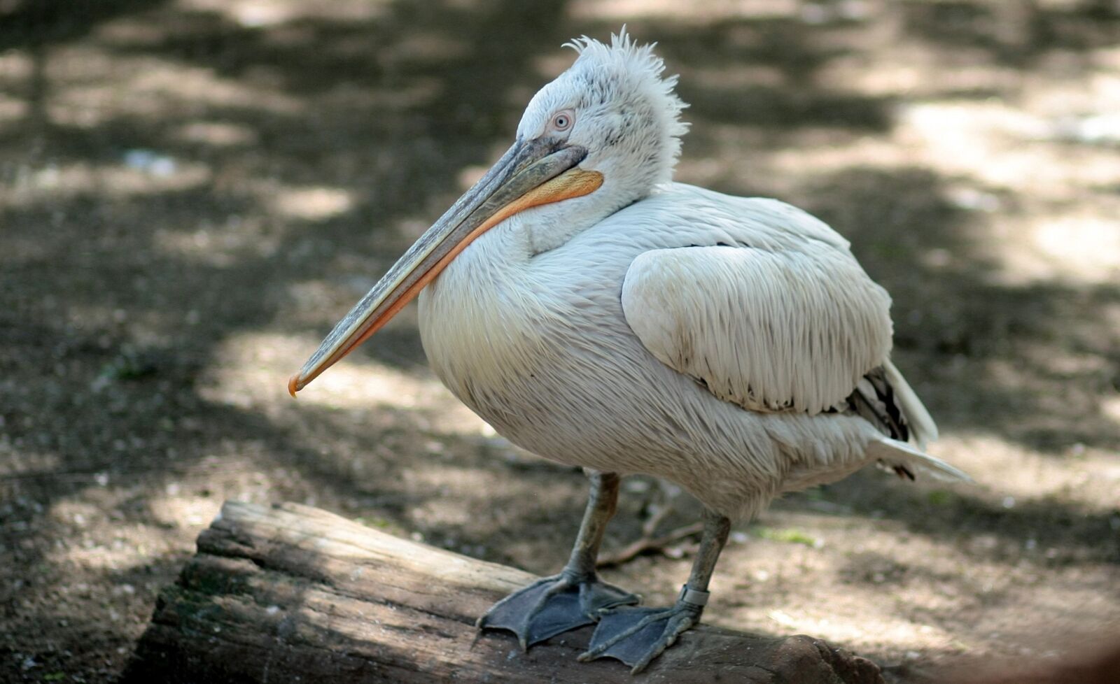 Canon EOS 450D (EOS Rebel XSi / EOS Kiss X2) sample photo. Pelican, birds, rest photography