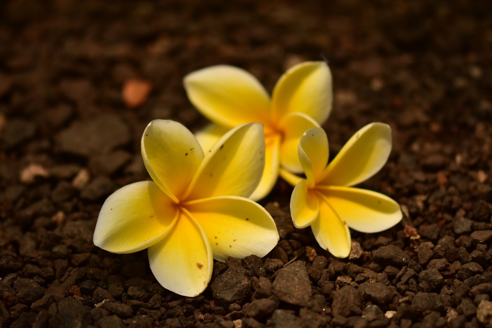 Nikon D3400 sample photo. Plumeria, frangipani, petal photography
