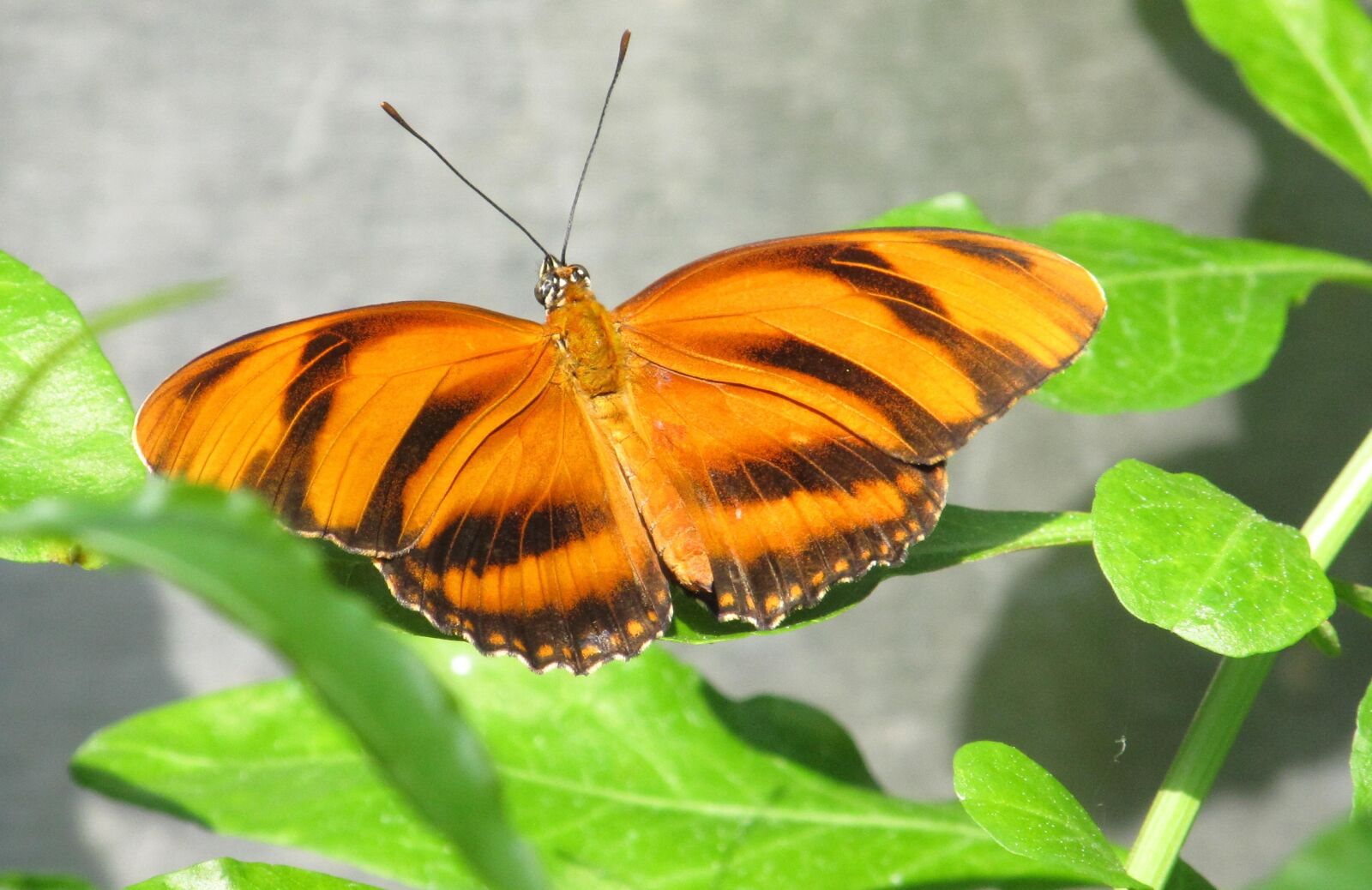 Canon PowerShot SX130 IS sample photo. Butterfly, colorful, macro photography