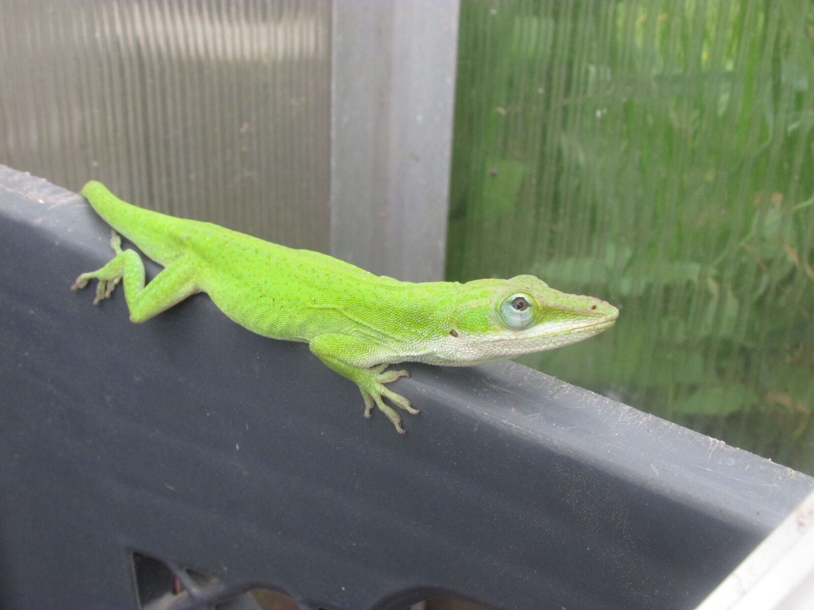 Canon PowerShot SX500 IS sample photo. Green, lizard, small photography