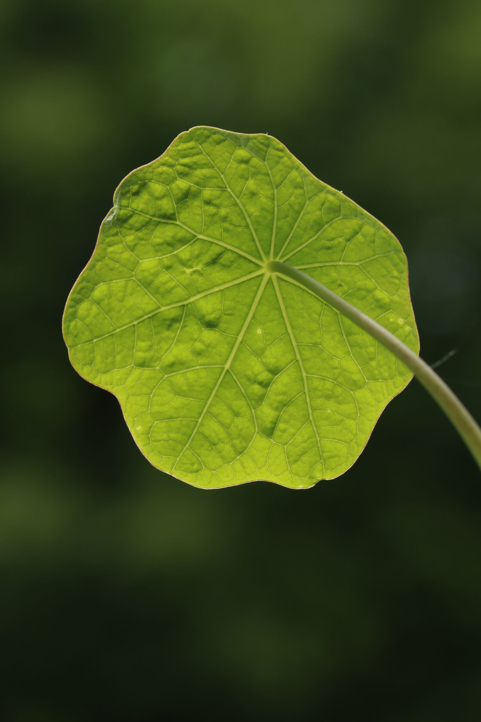 Canon EOS 250D (EOS Rebel SL3 / EOS Kiss X10 / EOS 200D II) sample photo. Nasturtium, leaf, nature photography