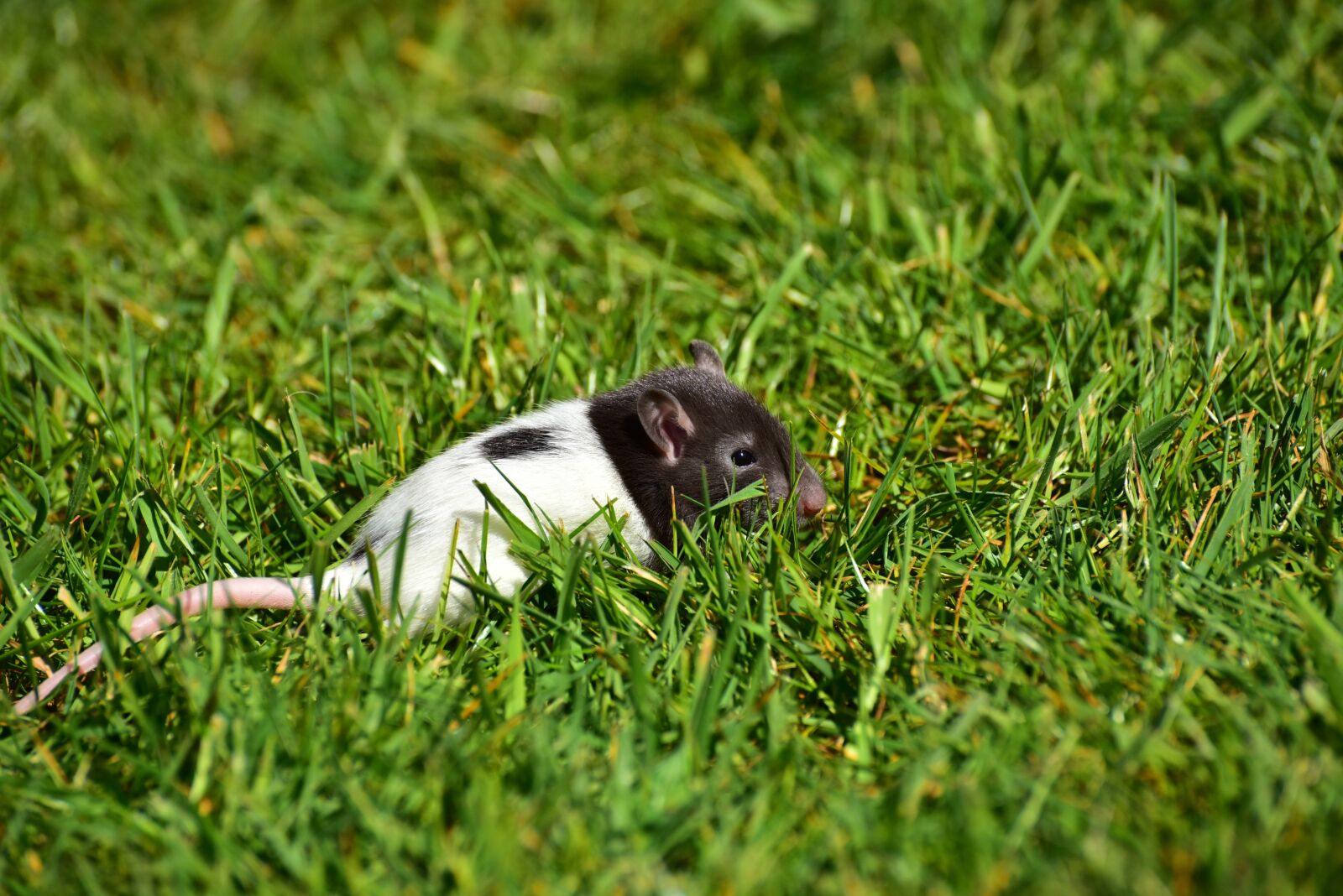 Nikon D750 sample photo. Rat, baby, baby rats photography