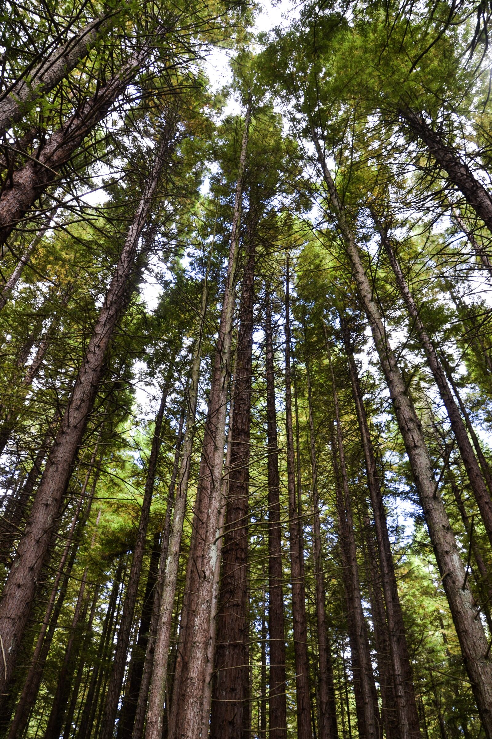 Nikon D3100 sample photo. Forest, new zealand, nature photography