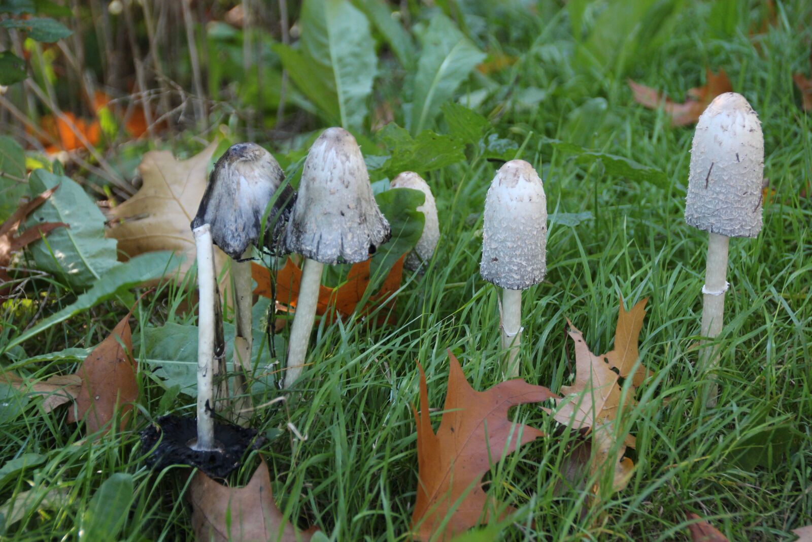 Canon EOS 650D (EOS Rebel T4i / EOS Kiss X6i) sample photo. Mushrooms, coprinus, autumn photography