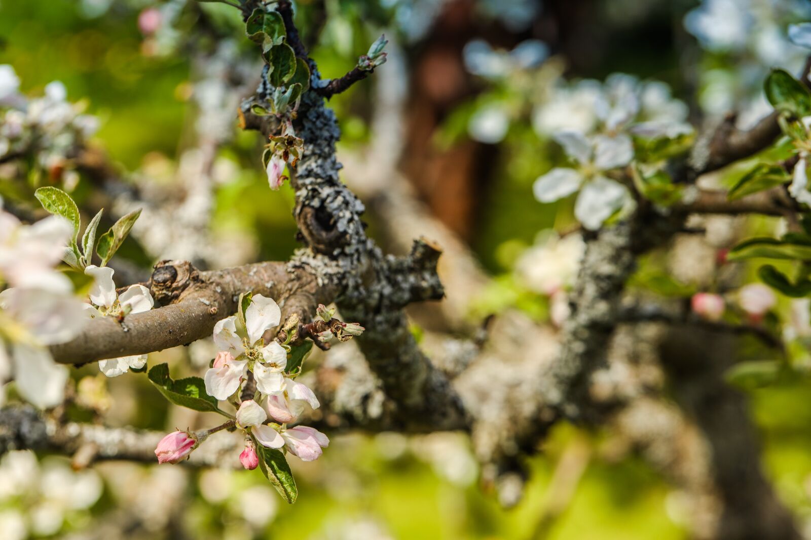 Canon EOS R sample photo. Apple tree, flower, blossom photography
