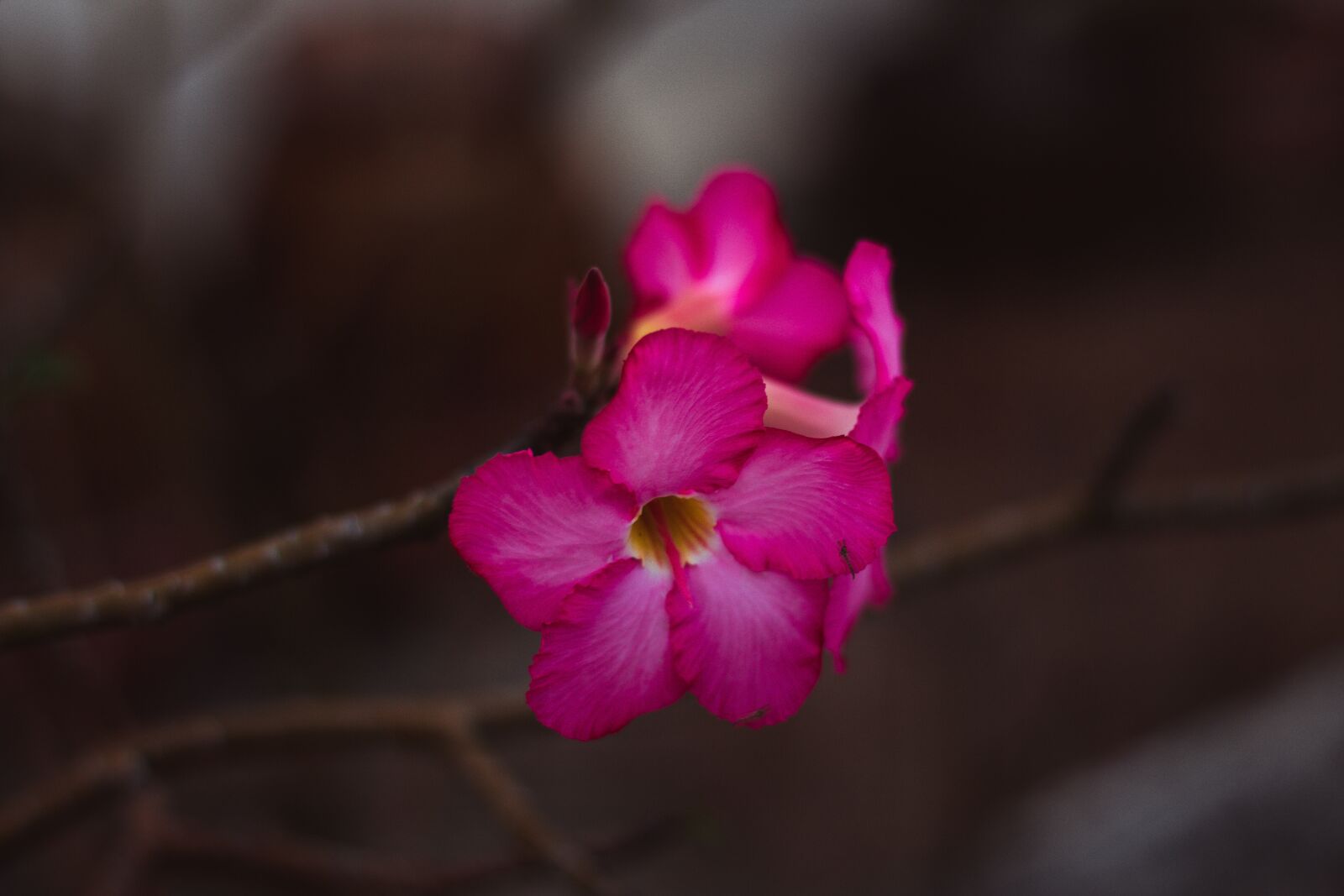 Canon EOS 700D (EOS Rebel T5i / EOS Kiss X7i) + Canon EF 50mm F1.8 STM sample photo. Invited to visit, flowers photography