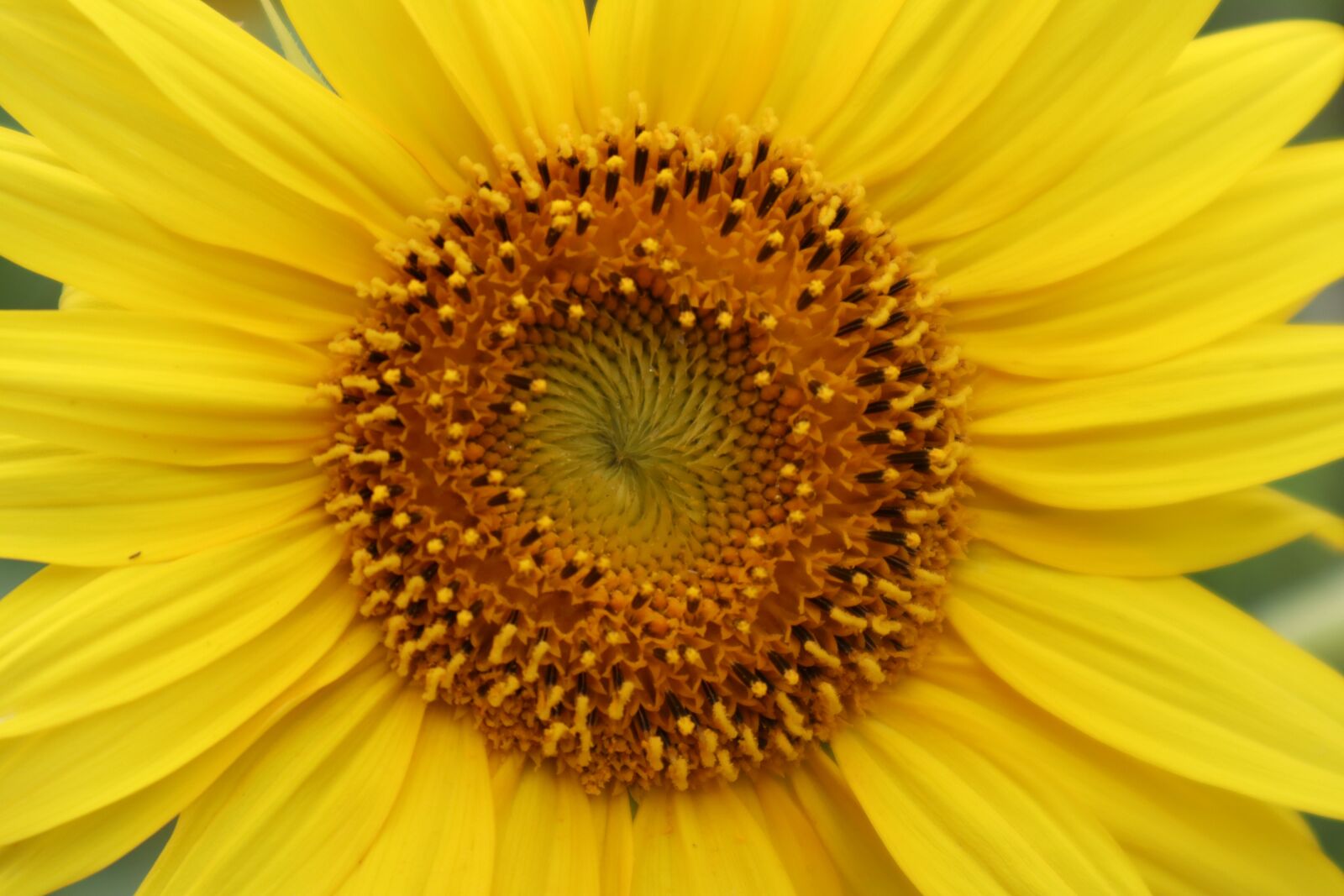Canon EOS M50 (EOS Kiss M) sample photo. Sunflower, flowers, yellow photography