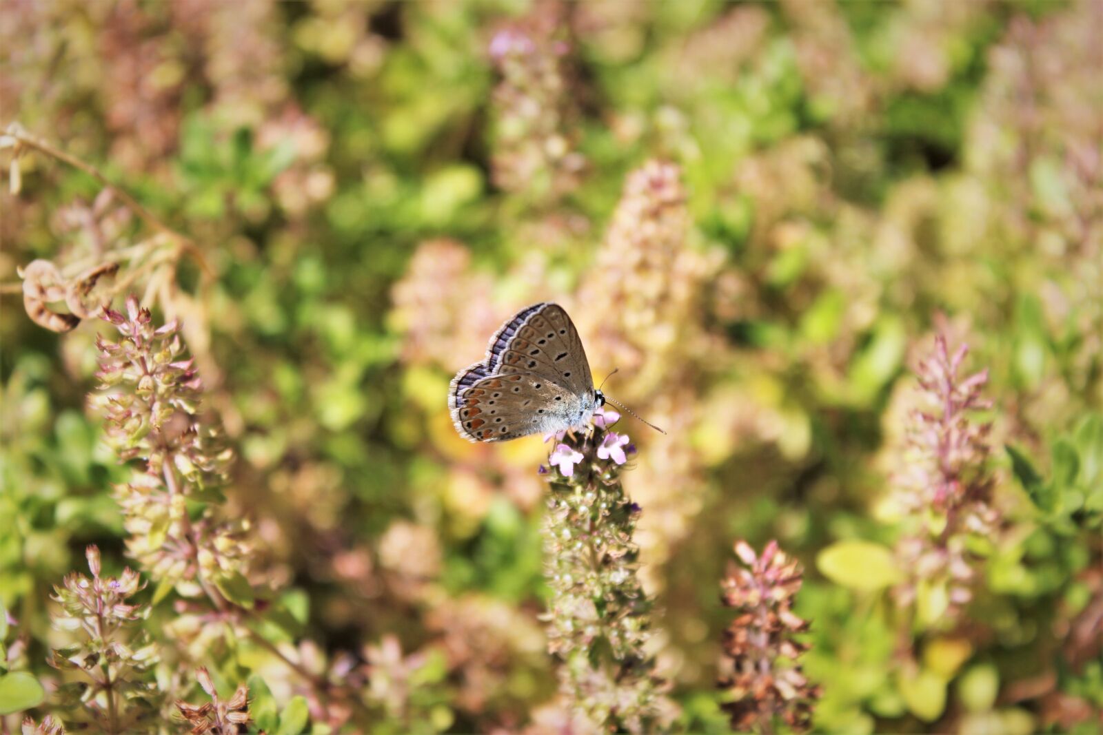 Canon EOS 550D (EOS Rebel T2i / EOS Kiss X4) sample photo. Common blue, butterfly, flower photography