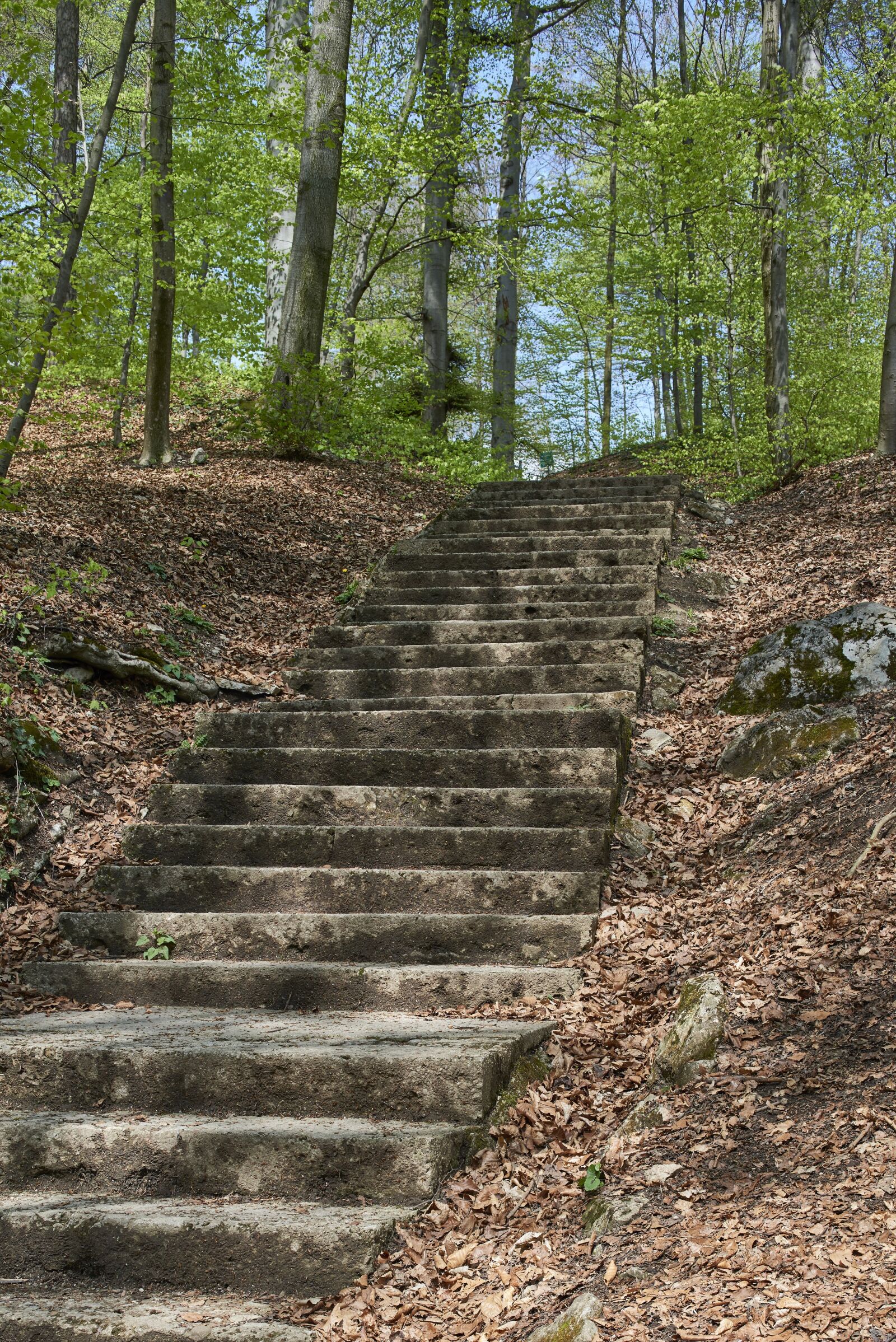 Nikon D800 sample photo. Gradually, forest path, stairs photography