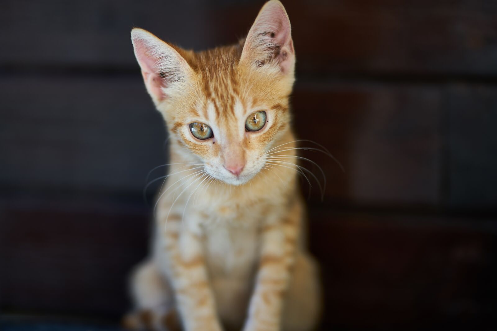 Sigma 85mm F1.4 DG HSM Art sample photo. Cat, animal, yellow photography