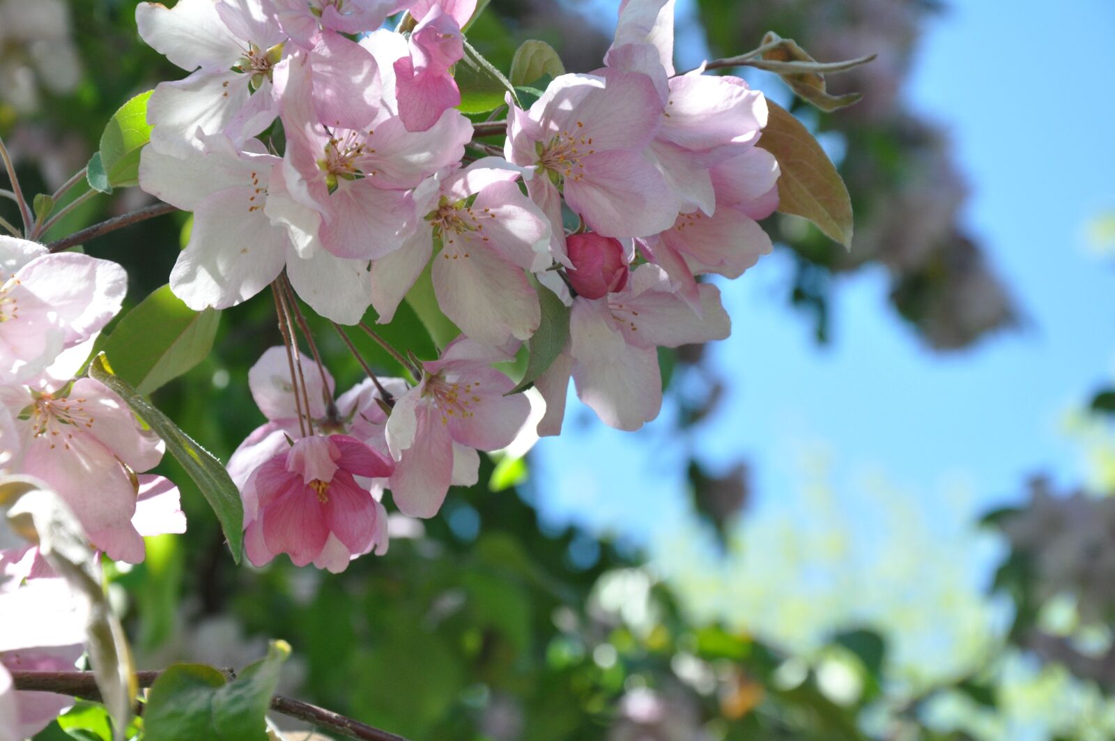 Nikon D90 sample photo. Flowers, spring, apple blossoms photography