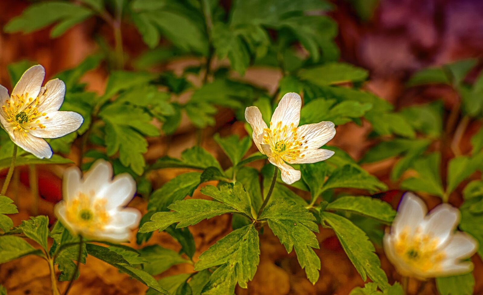 Canon EOS 5D sample photo. Nature, leaf, plant photography