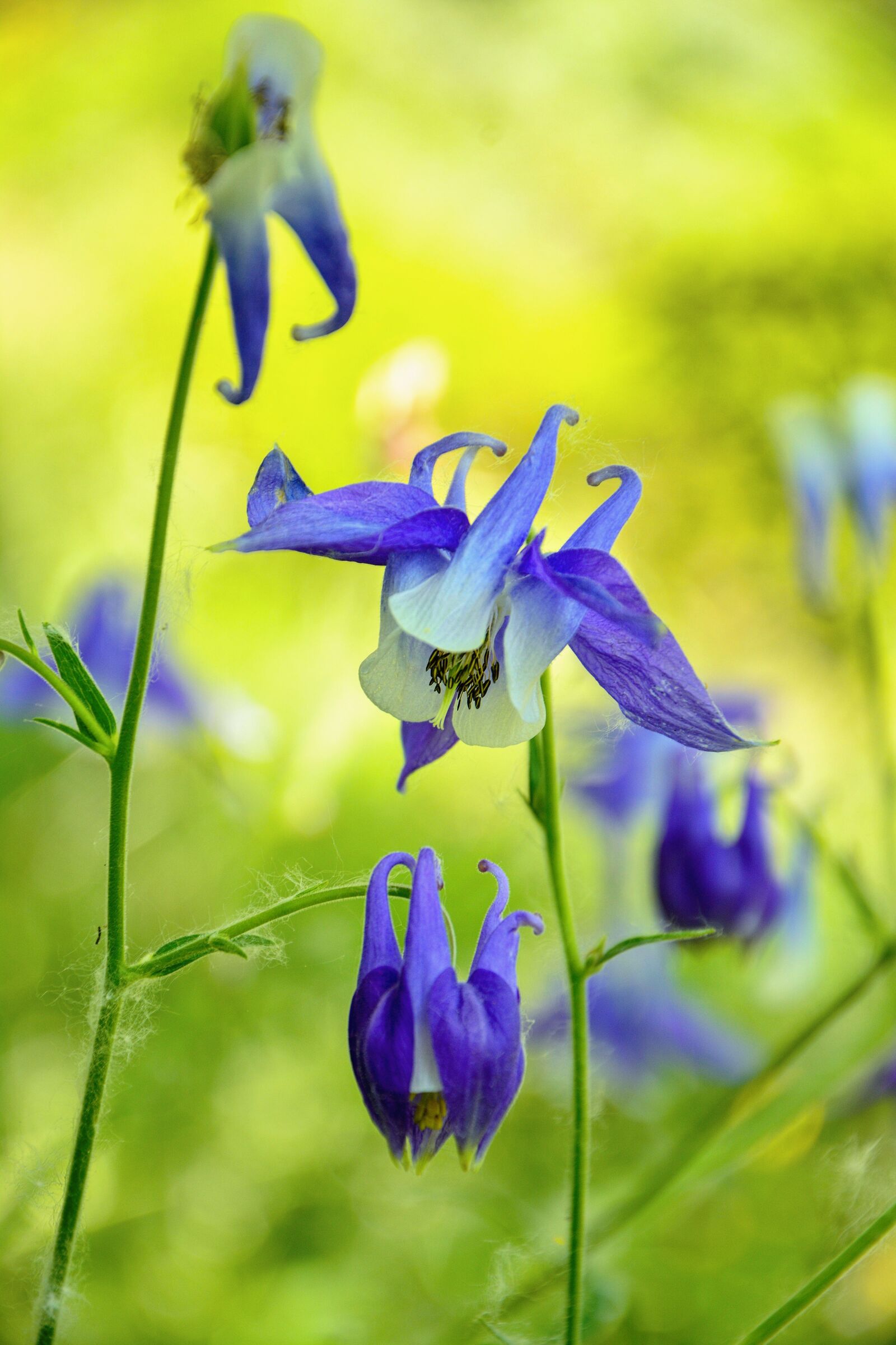 Nikon D7100 sample photo. Flower, haseki earrings, purple photography