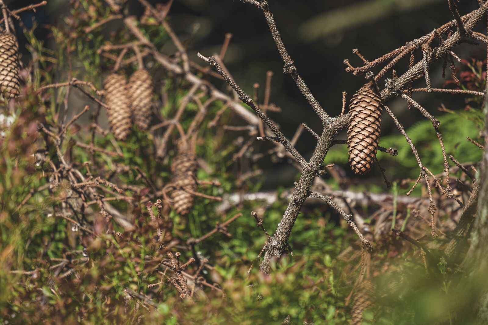 Fujifilm XF 55-200mm F3.5-4.8 R LM OIS sample photo. Pine cones, fir tree photography