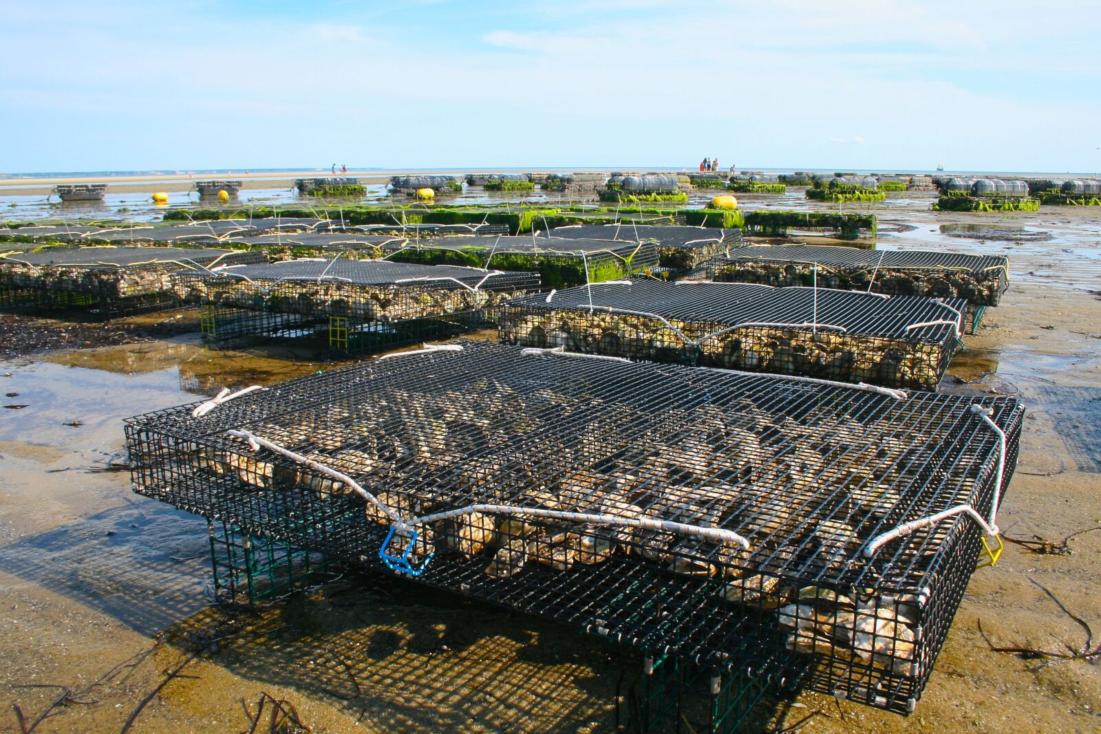 Canon EOS 400D (EOS Digital Rebel XTi / EOS Kiss Digital X) sample photo. Oyster farm, shellfish, fis photography