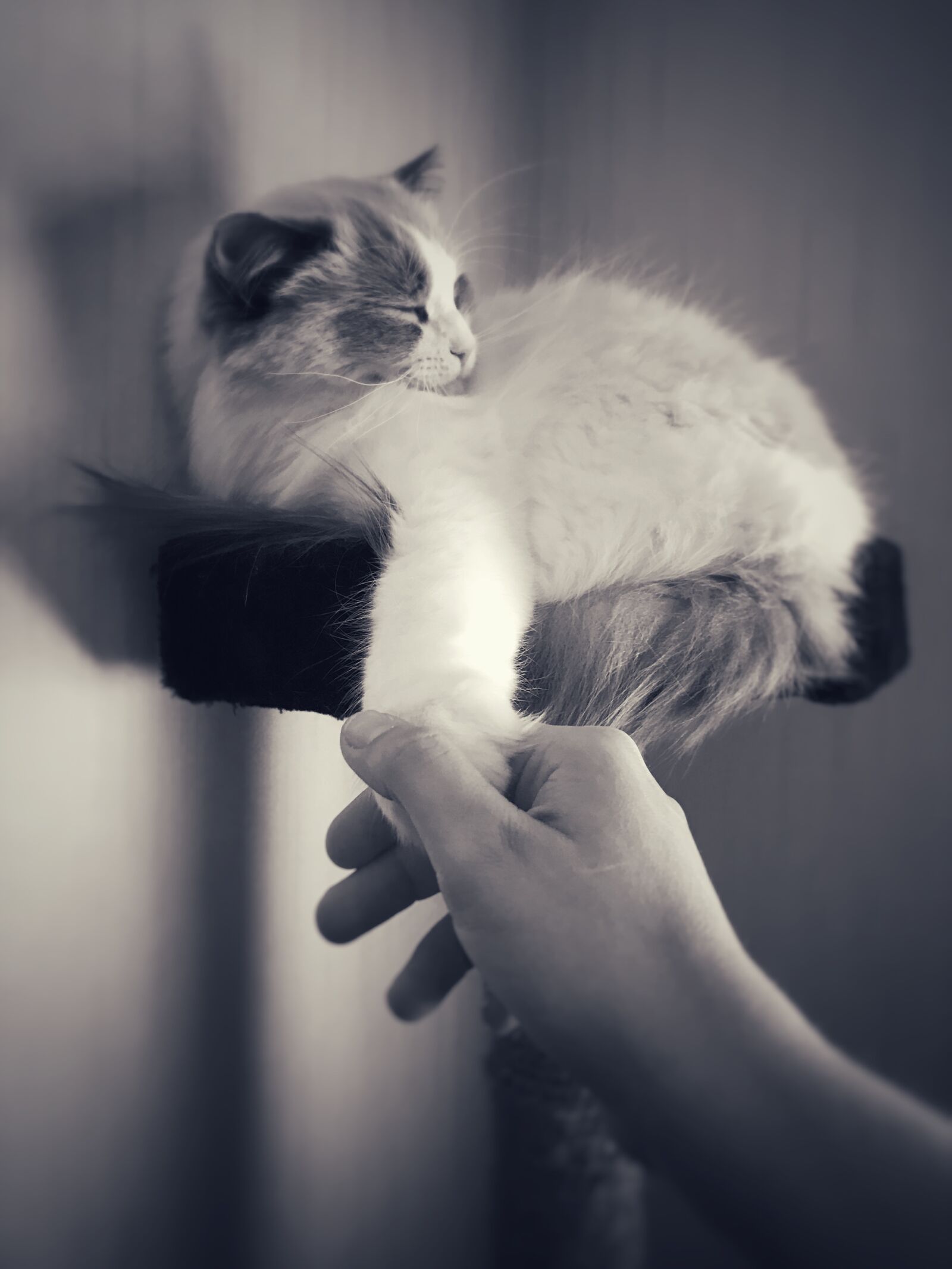 Apple iPhone 7 sample photo. Cat, ragdoll, animal photography