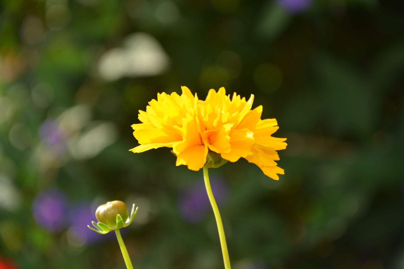 Nikon D5200 sample photo. Flower, yellow, sun photography