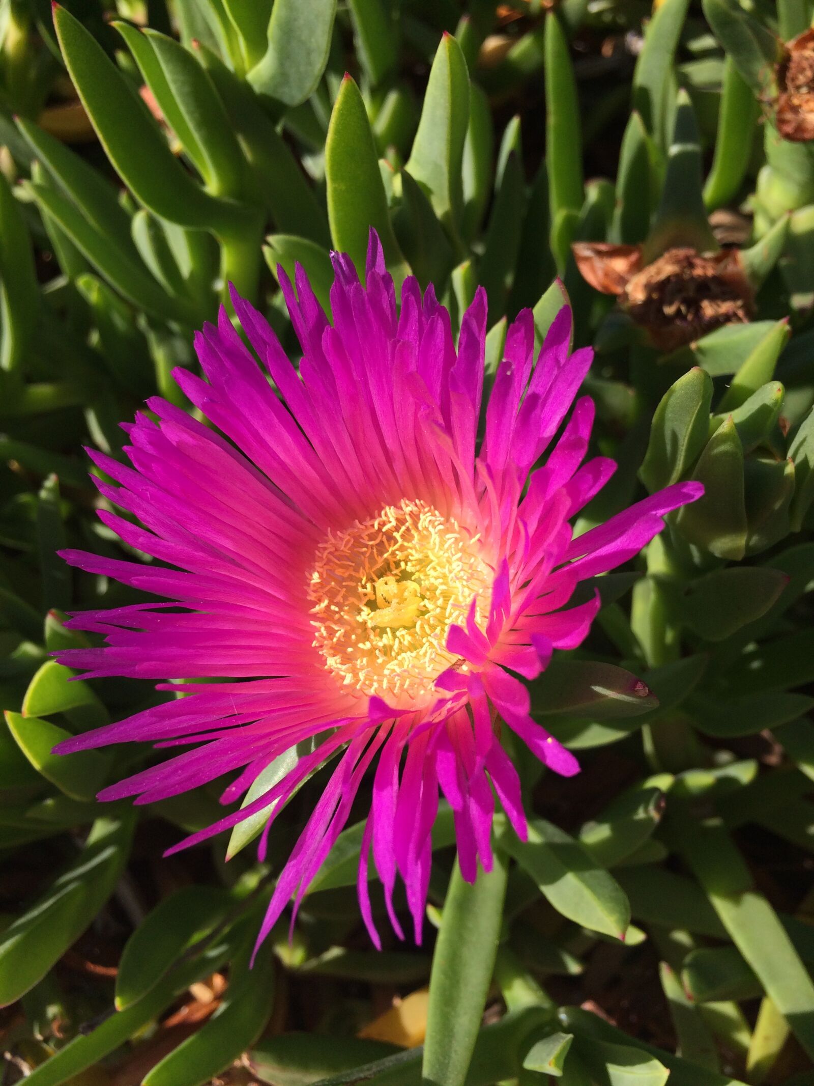 Apple iPhone 5s sample photo. Pink flower, ice plant photography