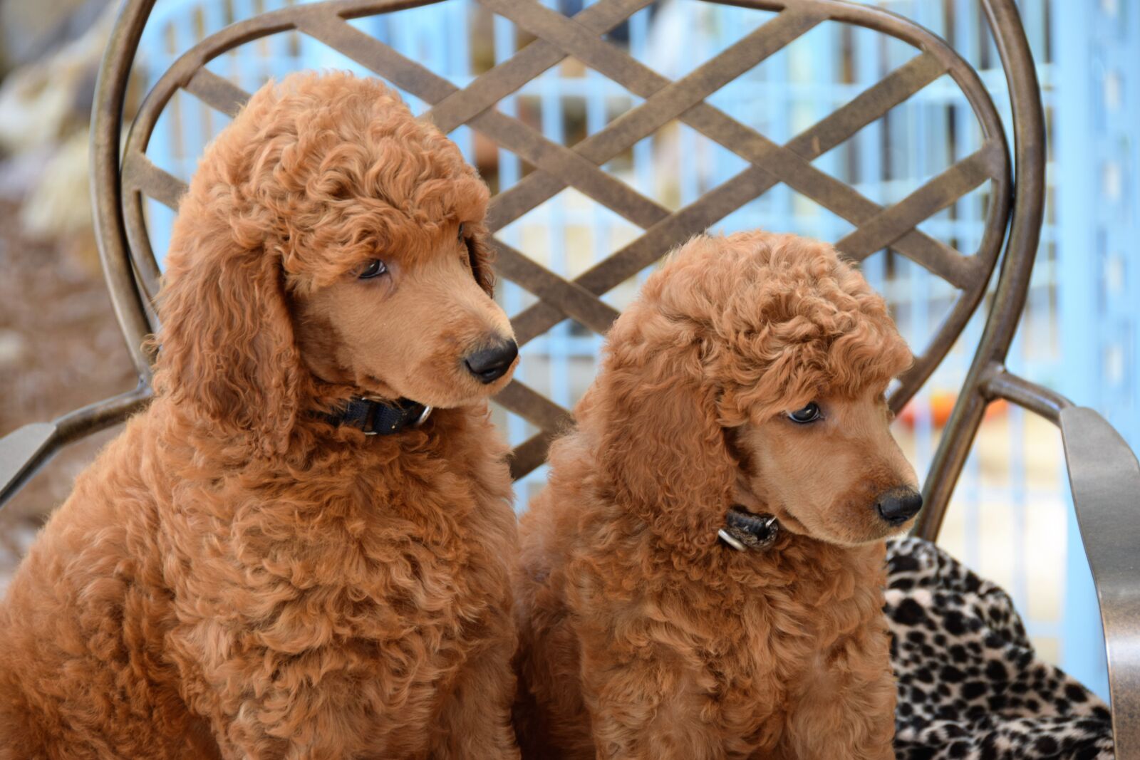 Nikon D3300 sample photo. Puppies, poodles, standard poodles photography