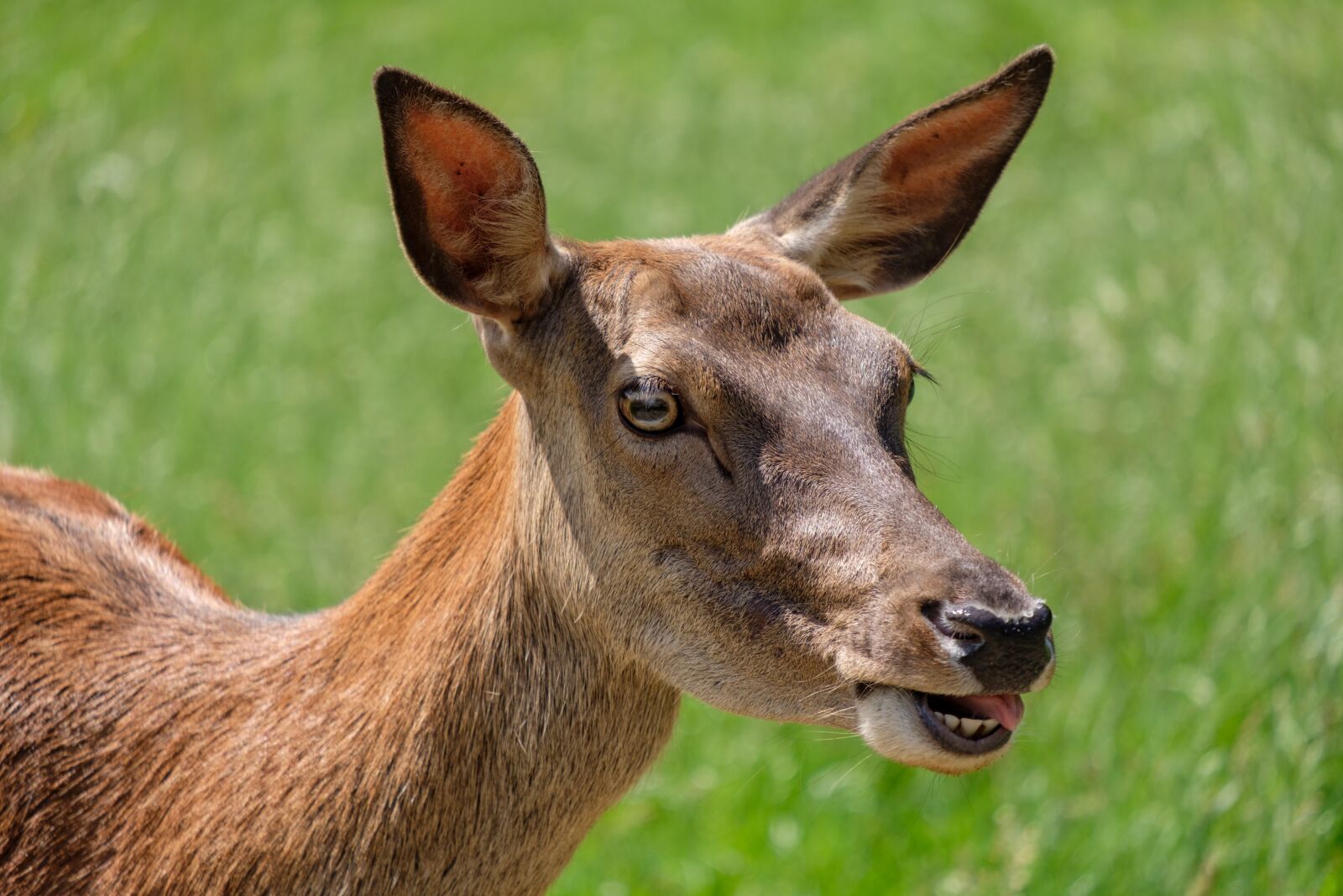 Fujifilm X-T2 + Fujifilm XF 55-200mm F3.5-4.8 R LM OIS sample photo. Roe deer, hirsch, fallow photography
