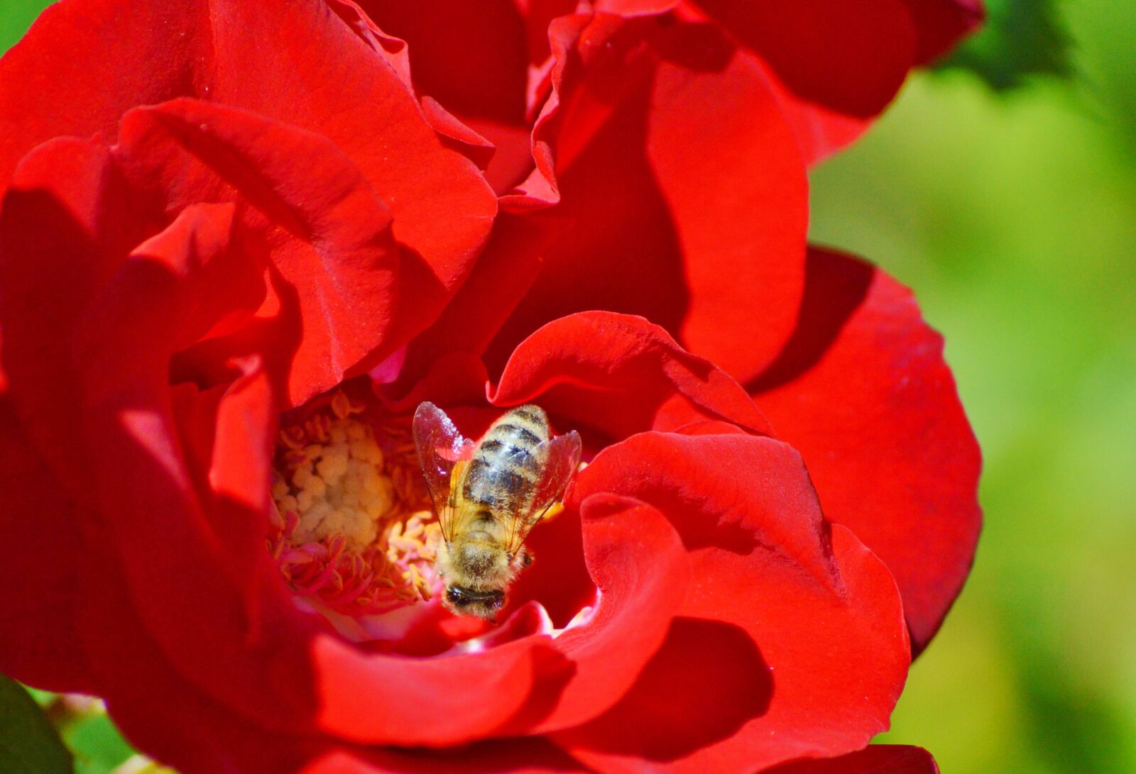 Nikon D3200 sample photo. Bee, insect, blossom photography