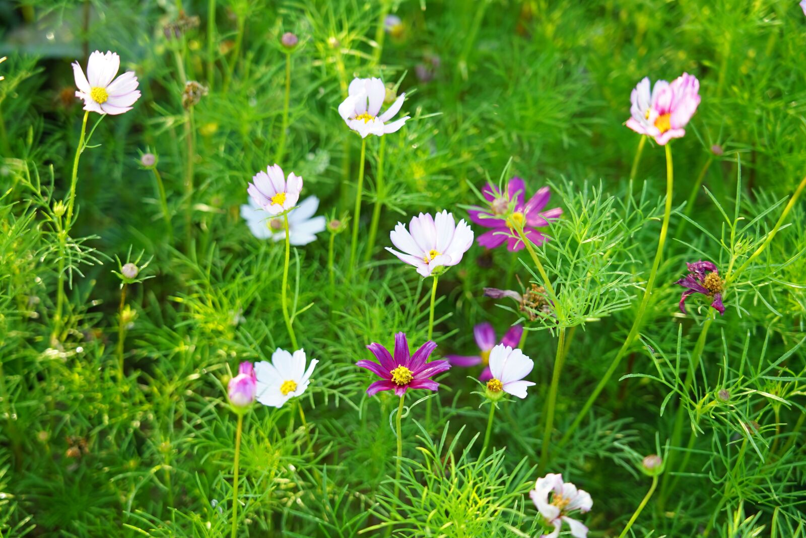 Sony FE 24-105mm F4 G OSS sample photo. Cosmos, green, kosmus photography