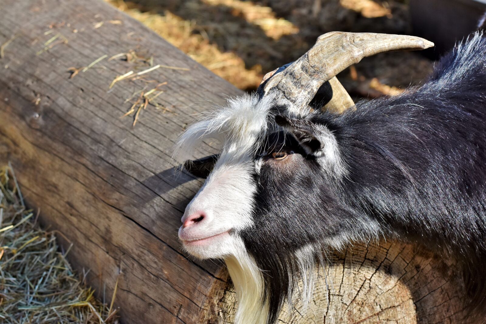 Nikon D7200 sample photo. Goat, billy goat, goatee photography