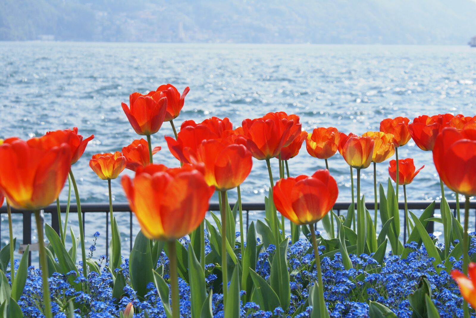Sony Alpha DSLR-A100 sample photo. Flowers, tulips, nature photography