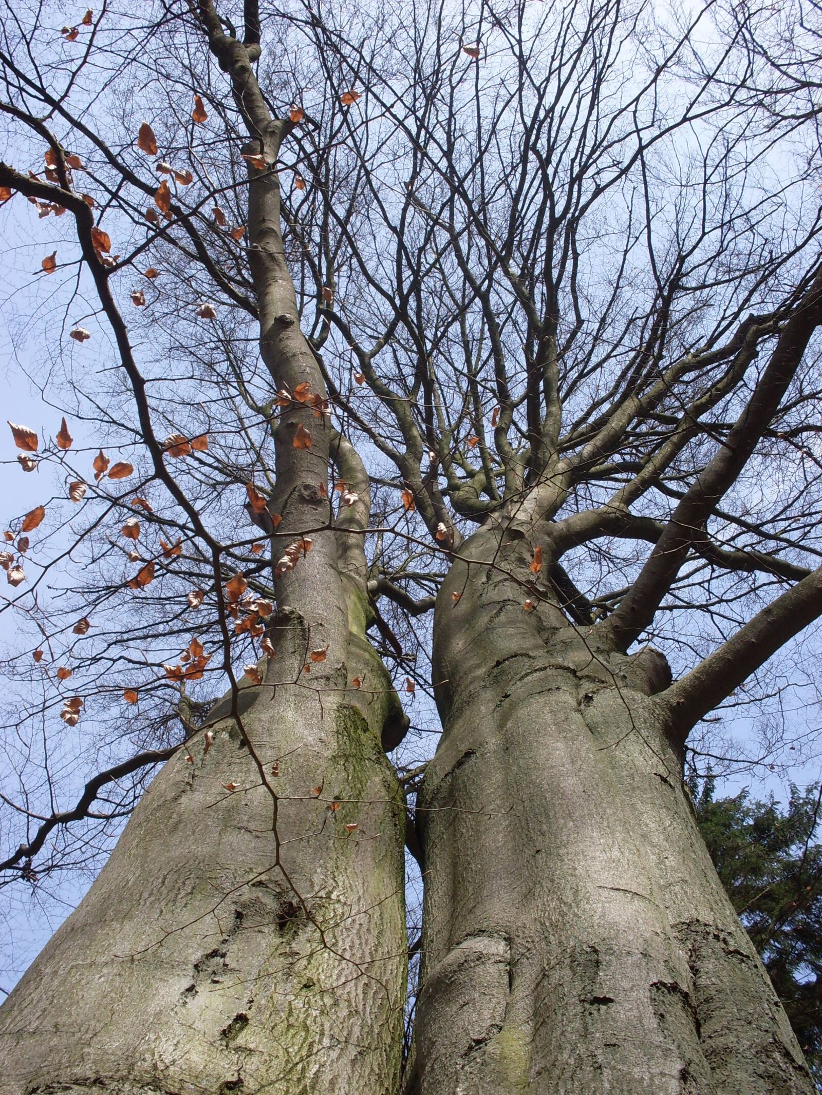 Samsung KENOX S760  / Samsung S760 sample photo. Trees, forest, log photography