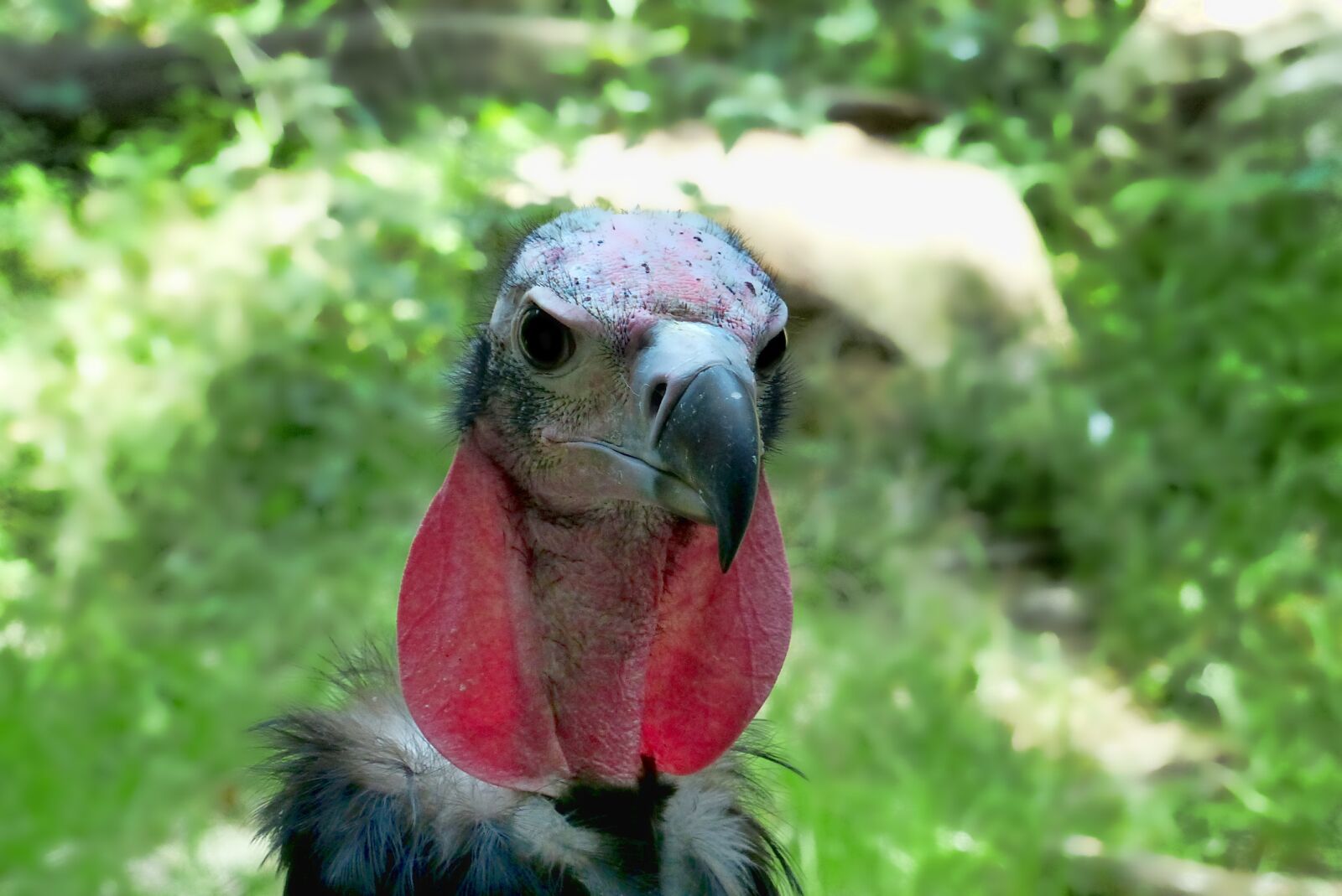 Panasonic Lumix DMC-FZ200 sample photo. Animal, bird, vulture photography
