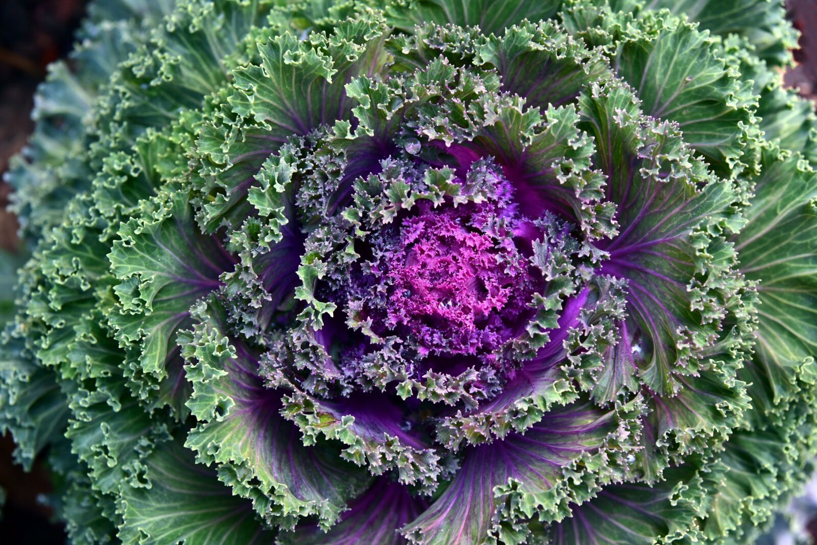 Nikon D750 sample photo. Kohl, ornamental cabbage, ornamental photography