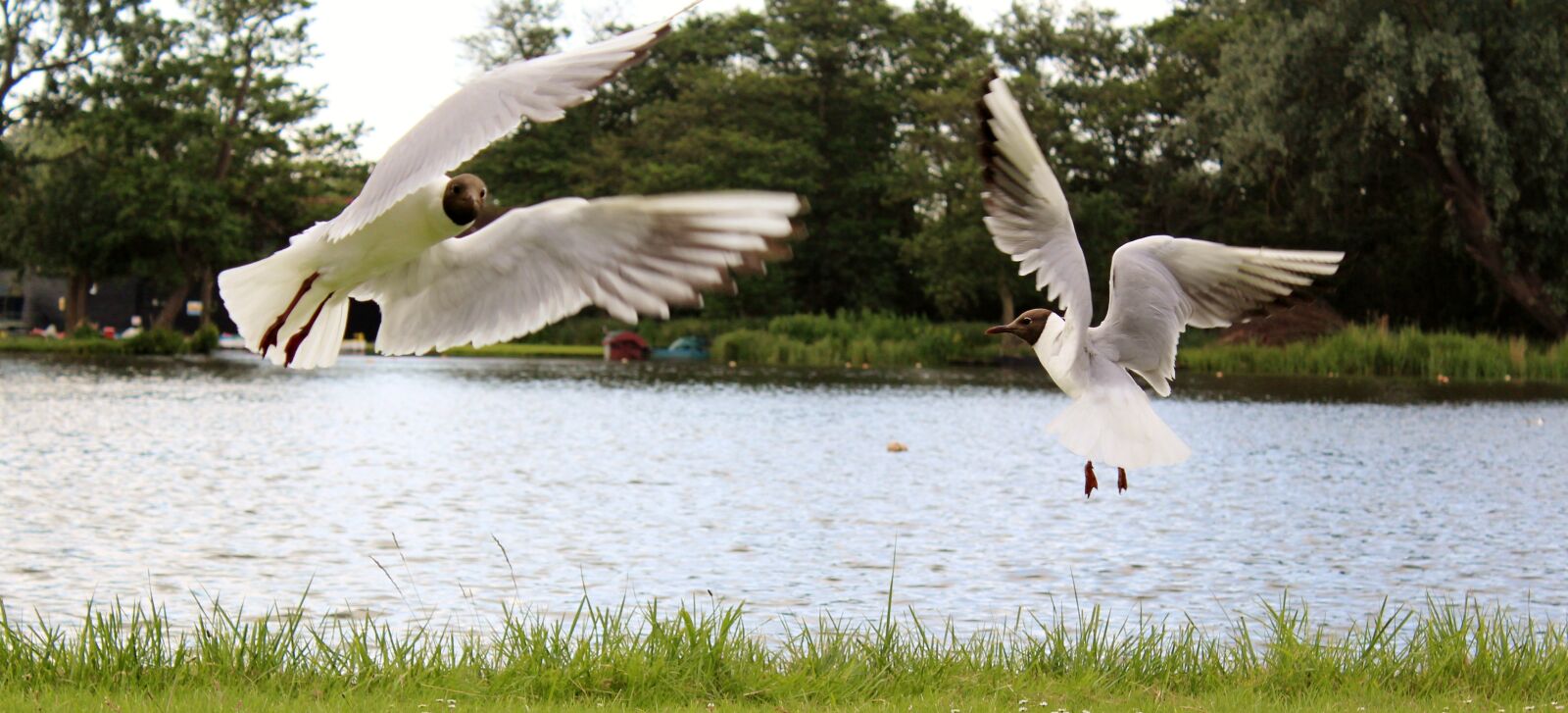 Canon EOS 650D (EOS Rebel T4i / EOS Kiss X6i) sample photo. Sea gulls, dance, flight photography