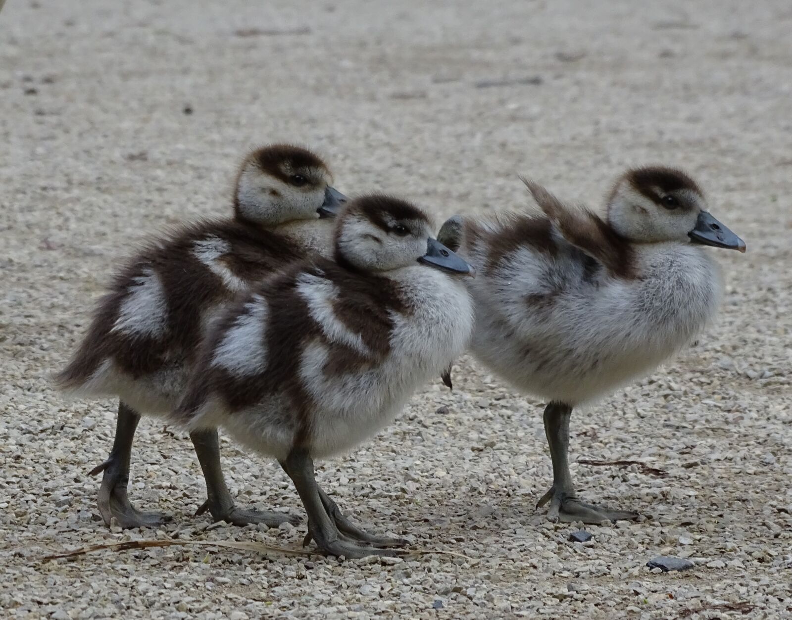 Sony Cyber-shot DSC-HX400V sample photo. Chicks, nilgans, water bird photography