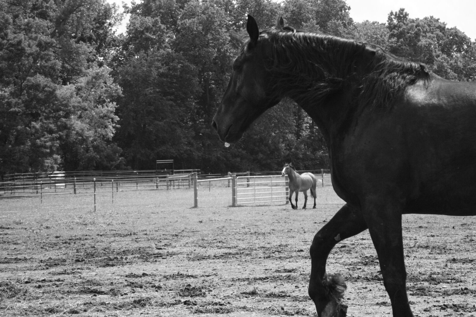 Canon EOS 450D (EOS Rebel XSi / EOS Kiss X2) sample photo. Horse, trot, nature photography
