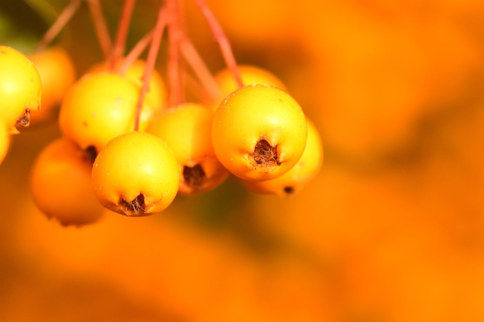 Nikon D3300 sample photo. Rowan, yellow, fruits photography