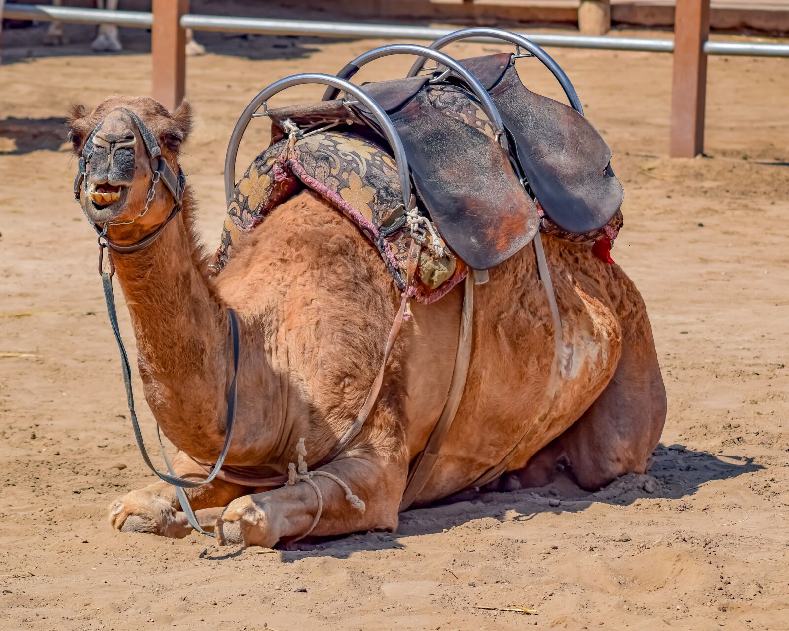Nikon D3300 sample photo. Camel, sitting, animal photography