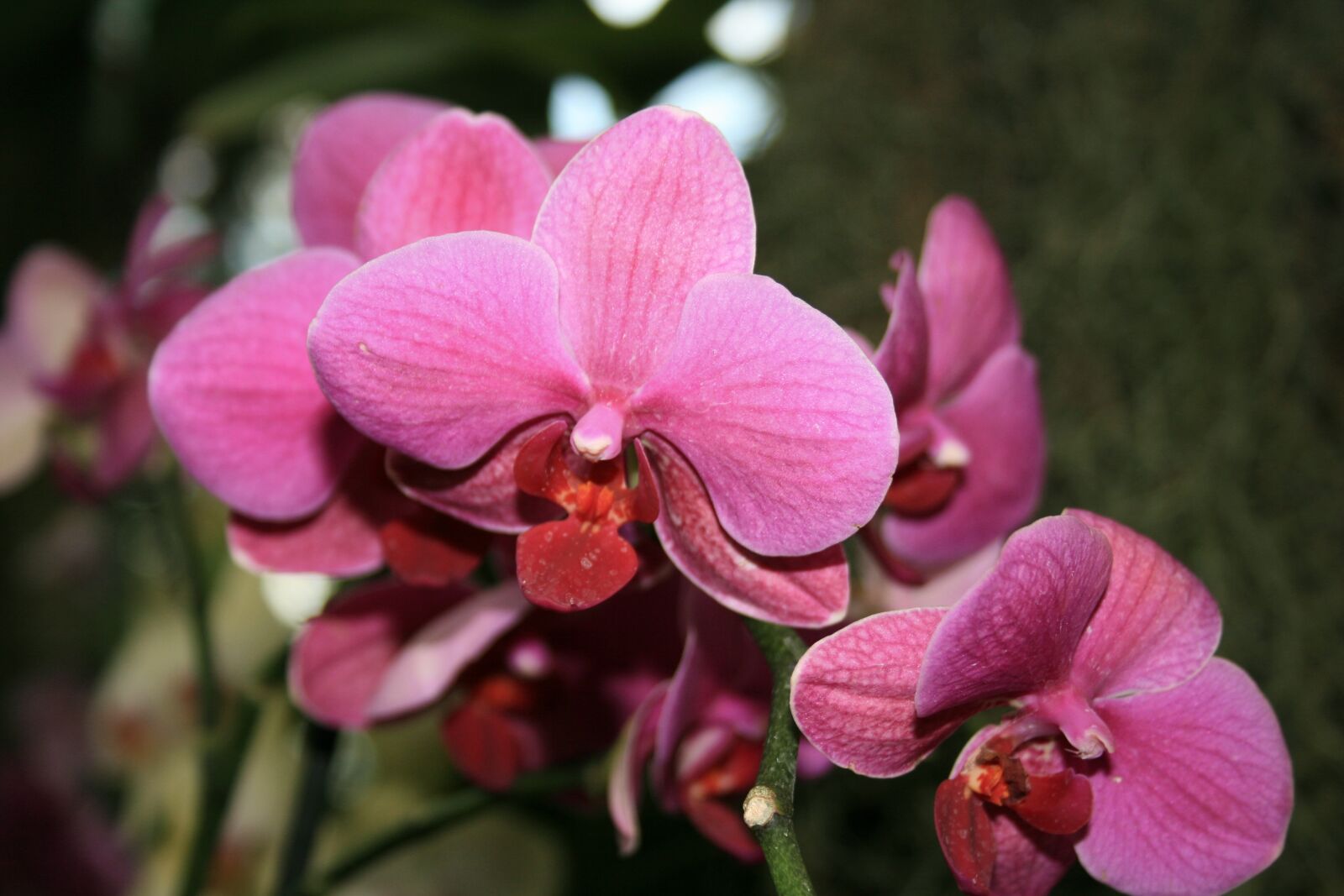 Canon EOS 400D (EOS Digital Rebel XTi / EOS Kiss Digital X) sample photo. Orchid, flower, pink photography