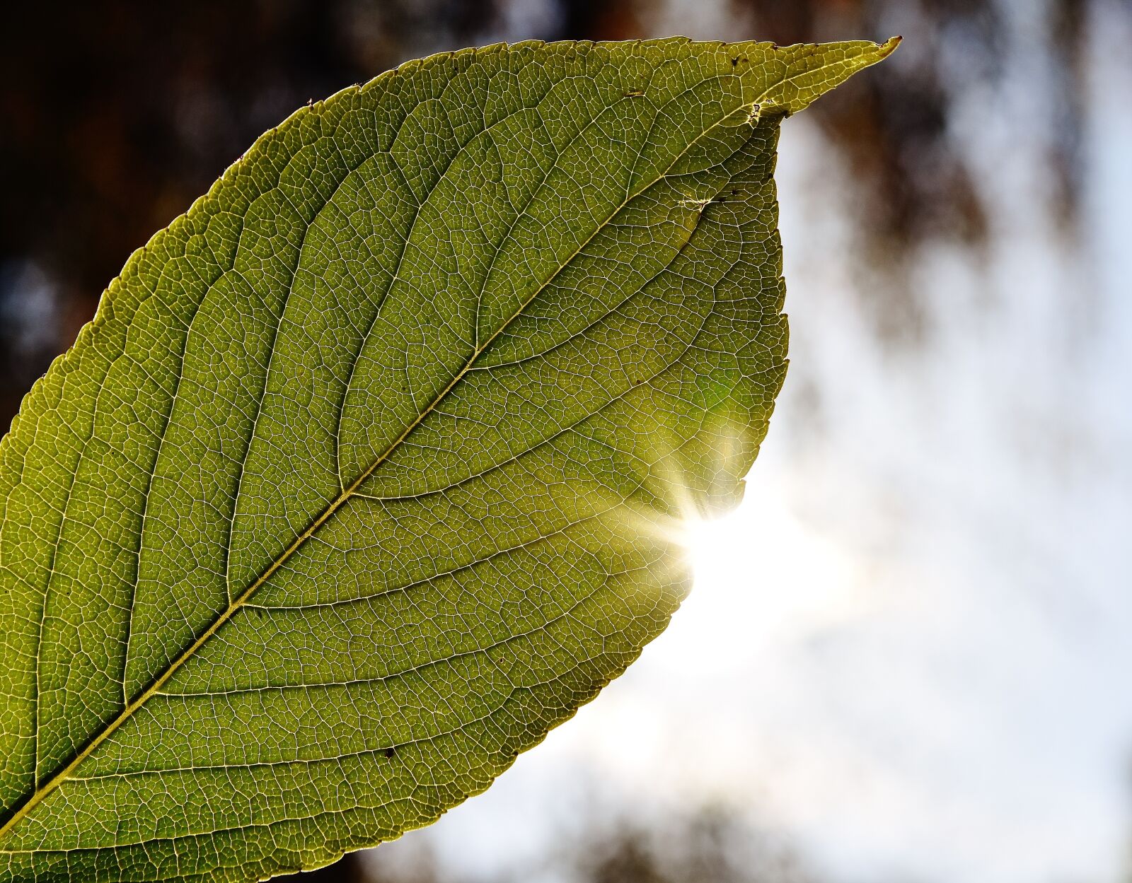 Nikon D7200 sample photo. Leaf, close up, backlighting photography
