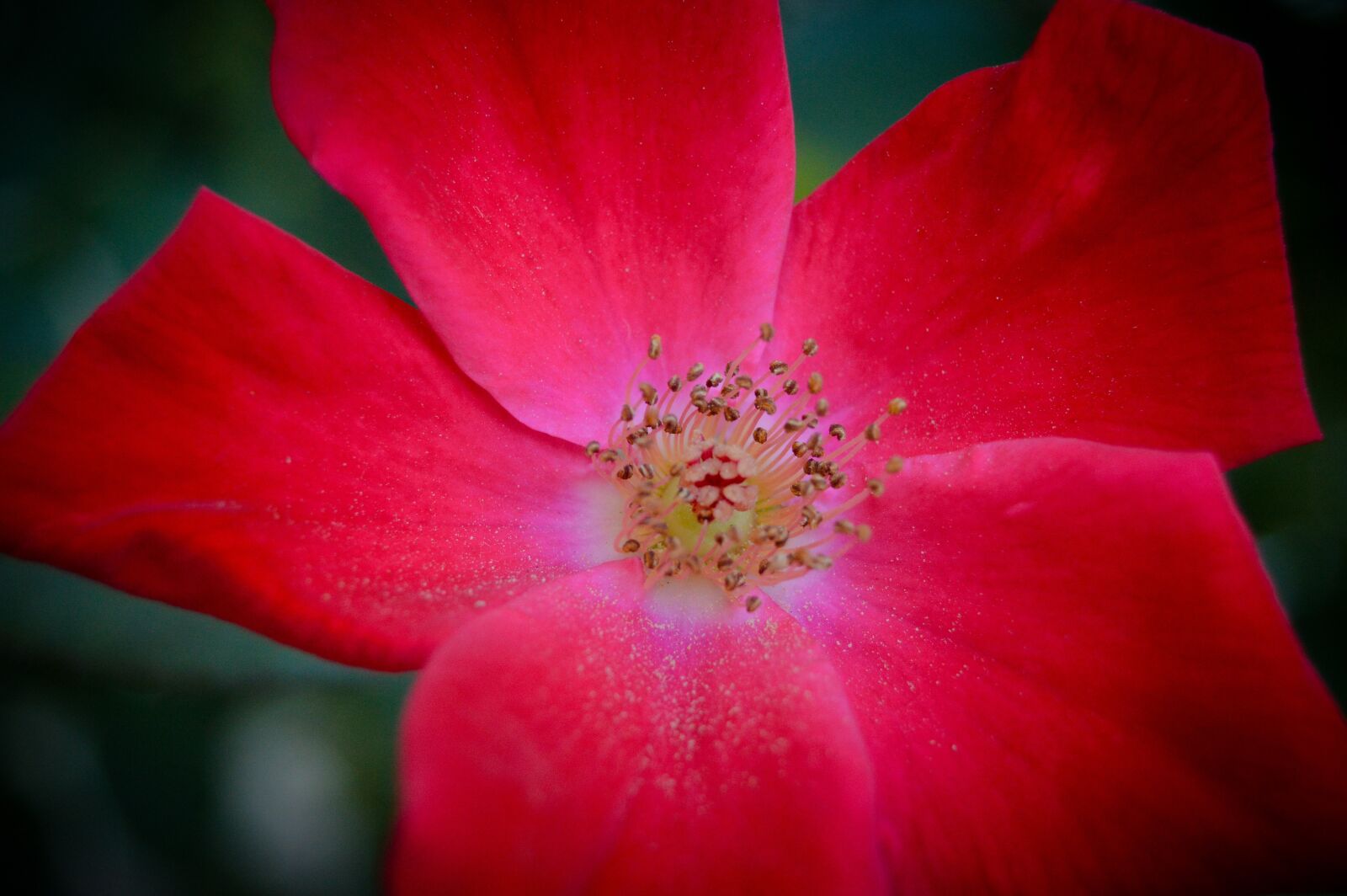 Nikon D3200 sample photo. Rose, flower, summer photography