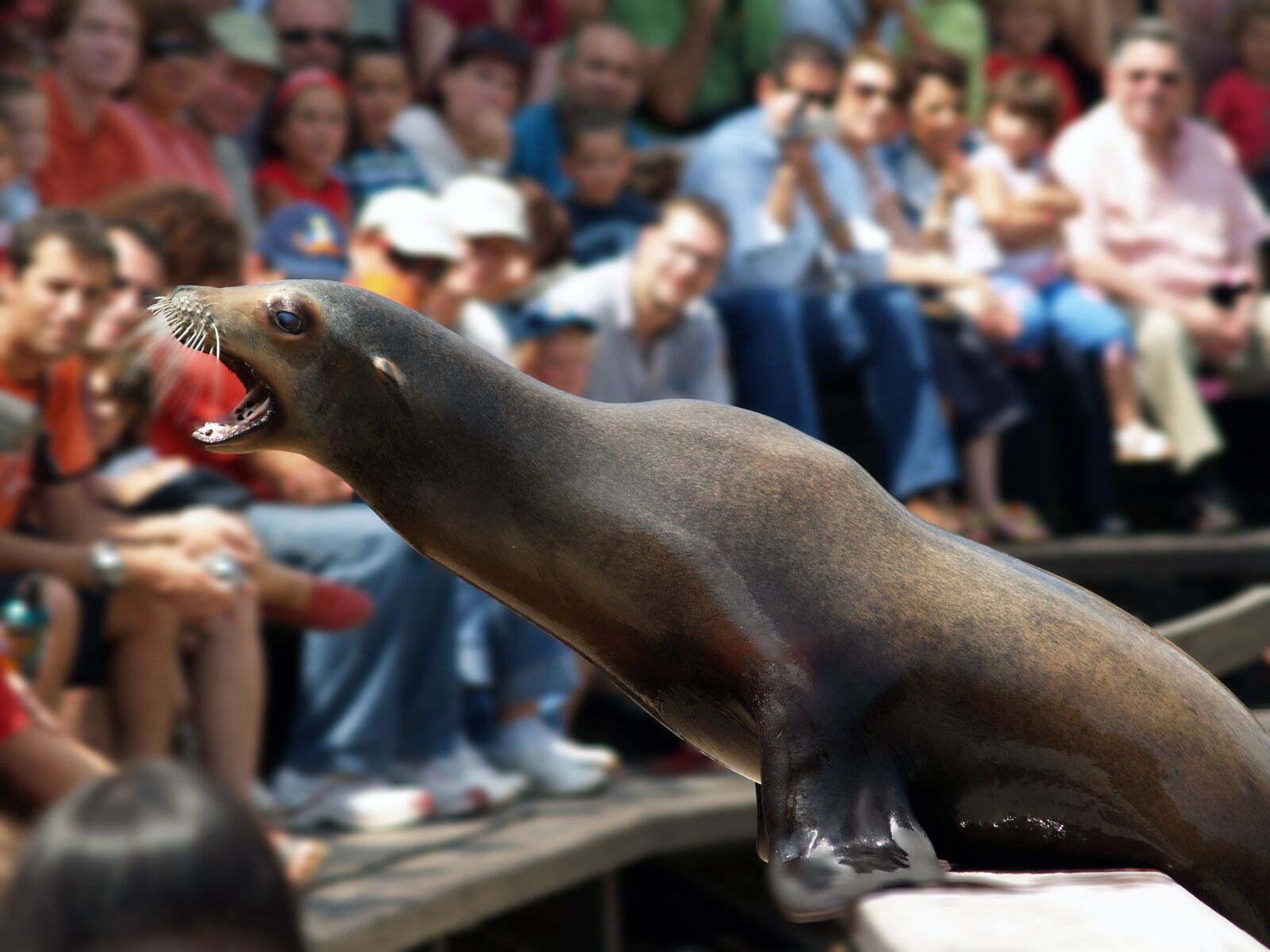 Olympus E-500 (EVOLT E-500) sample photo. Seal, training, cabárceno photography