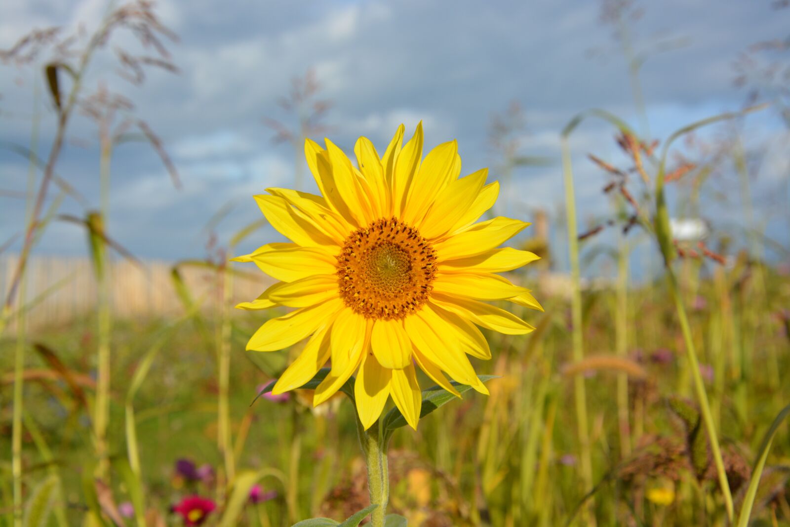 Nikon D5200 sample photo. Sunflower, yellow flowers, sun photography